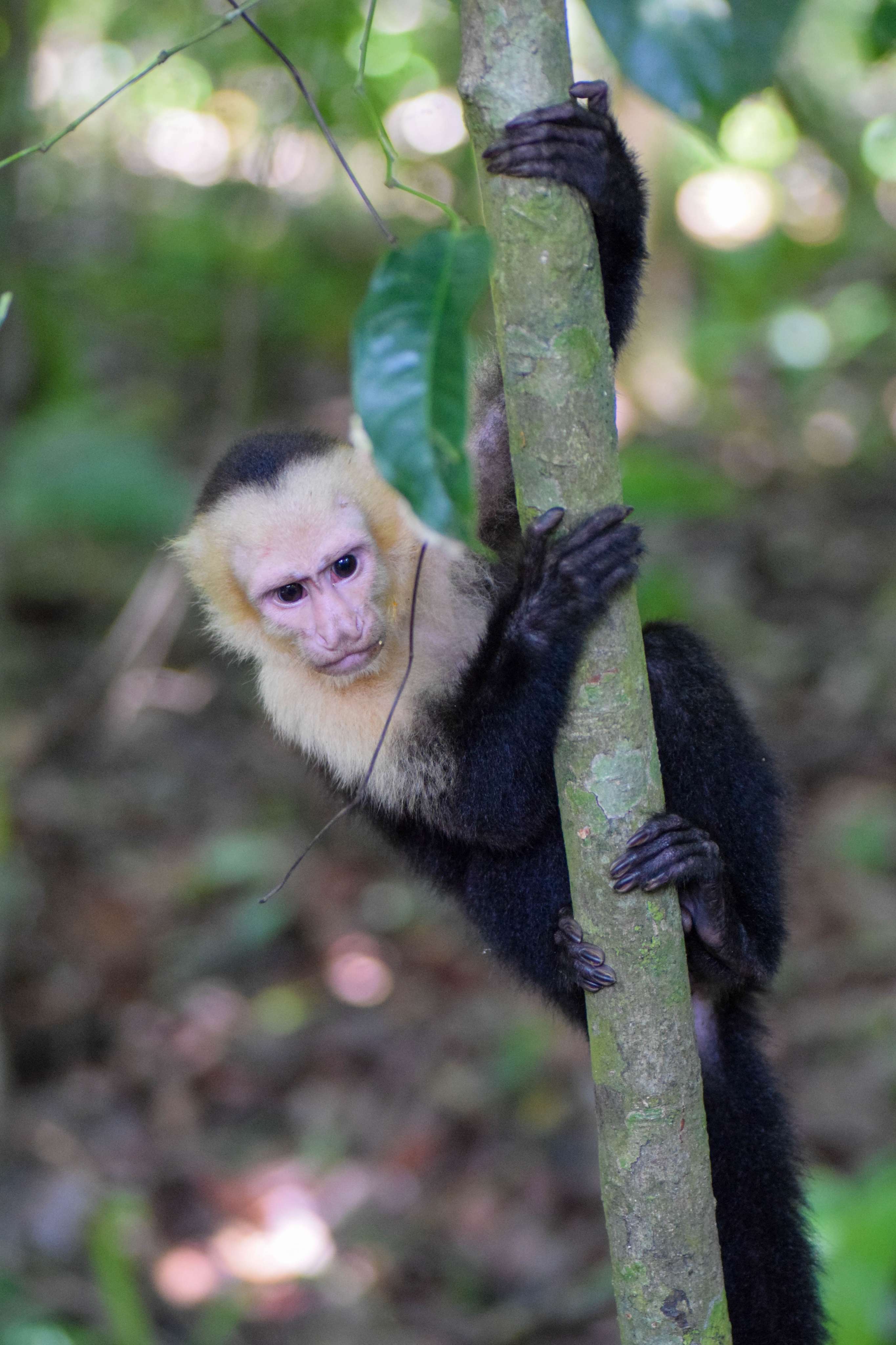 White-faced Capuchin Monkey