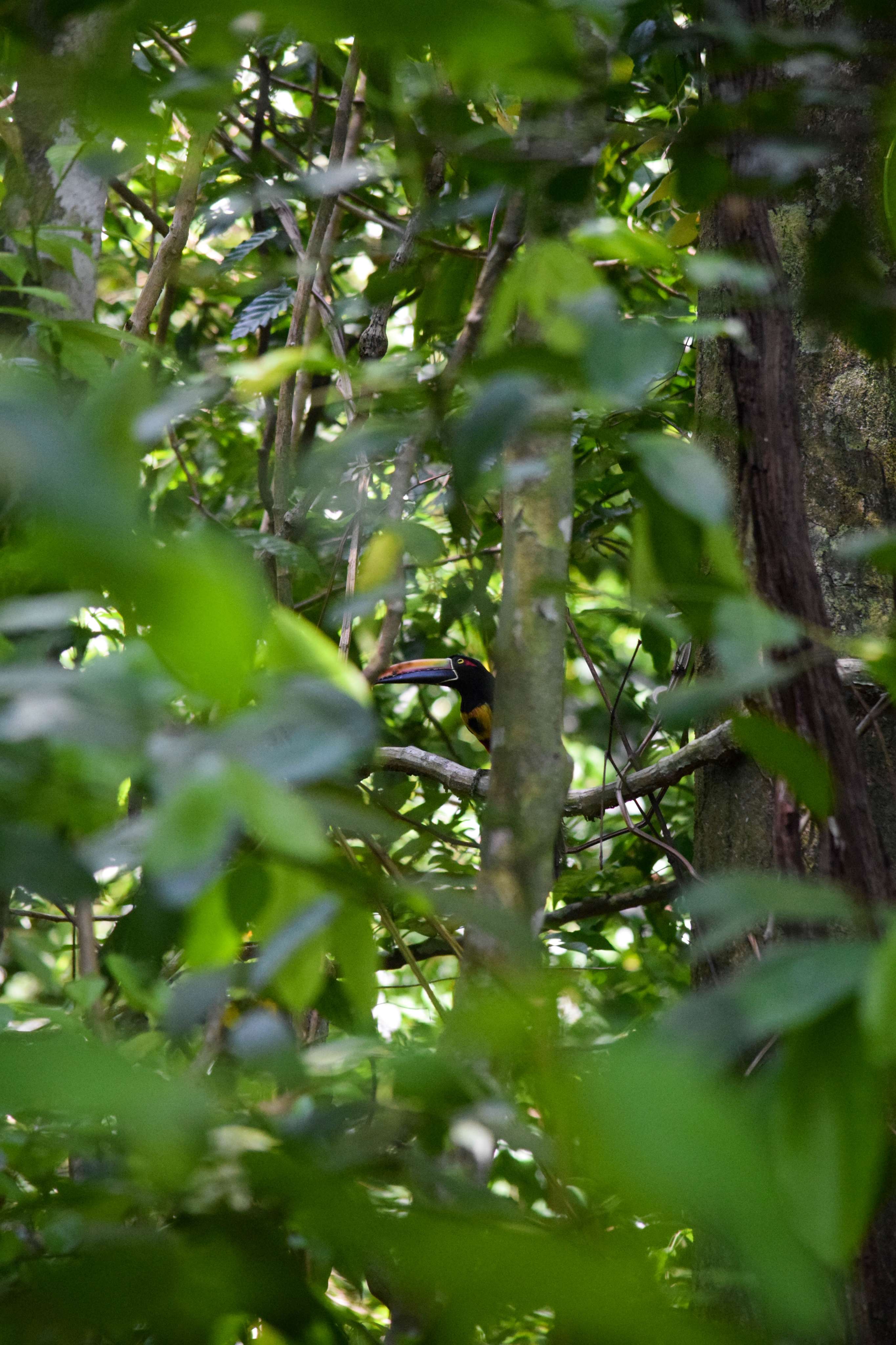 Fiery-billed Aracari