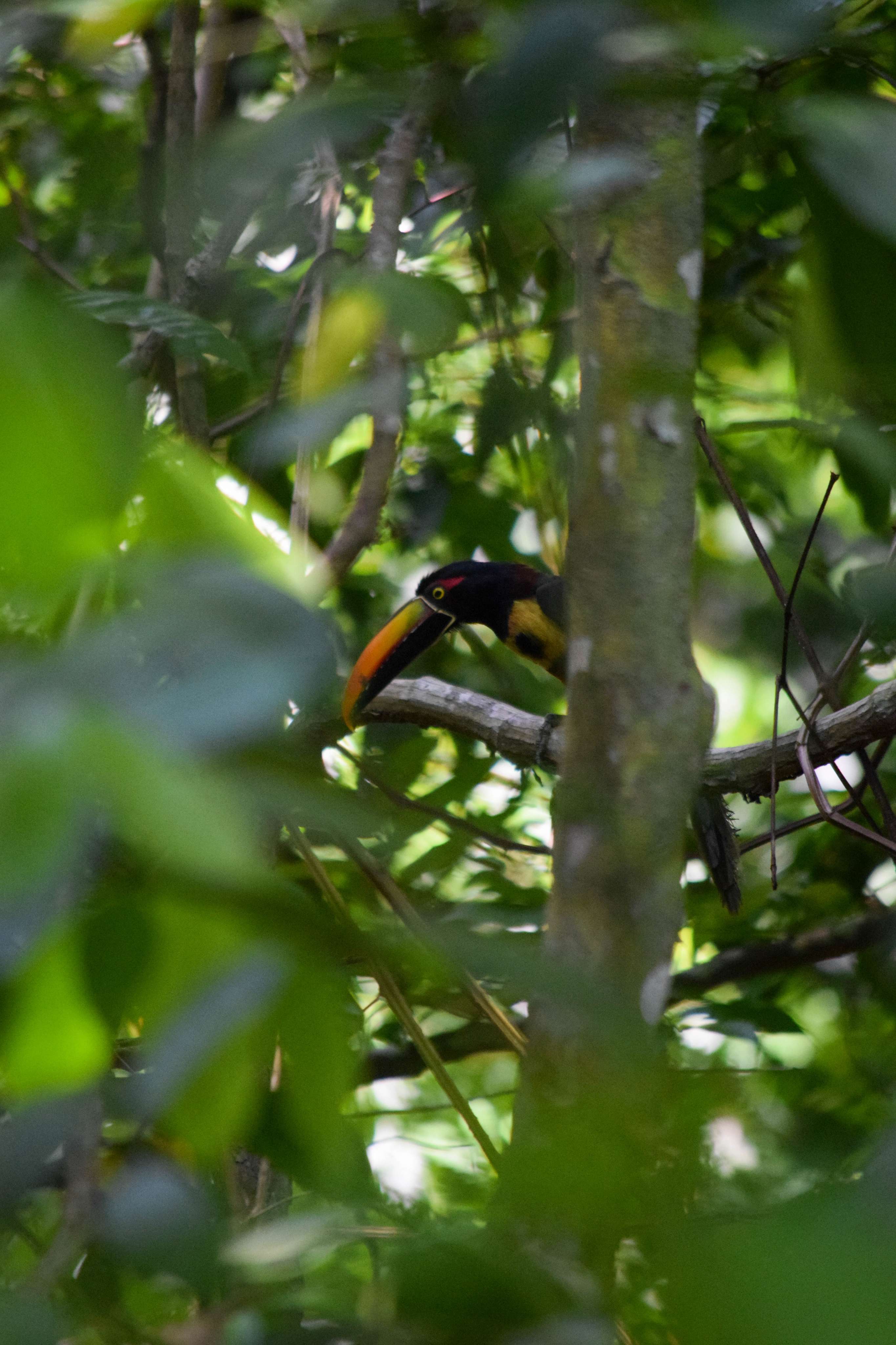 Fiery-billed Aracari