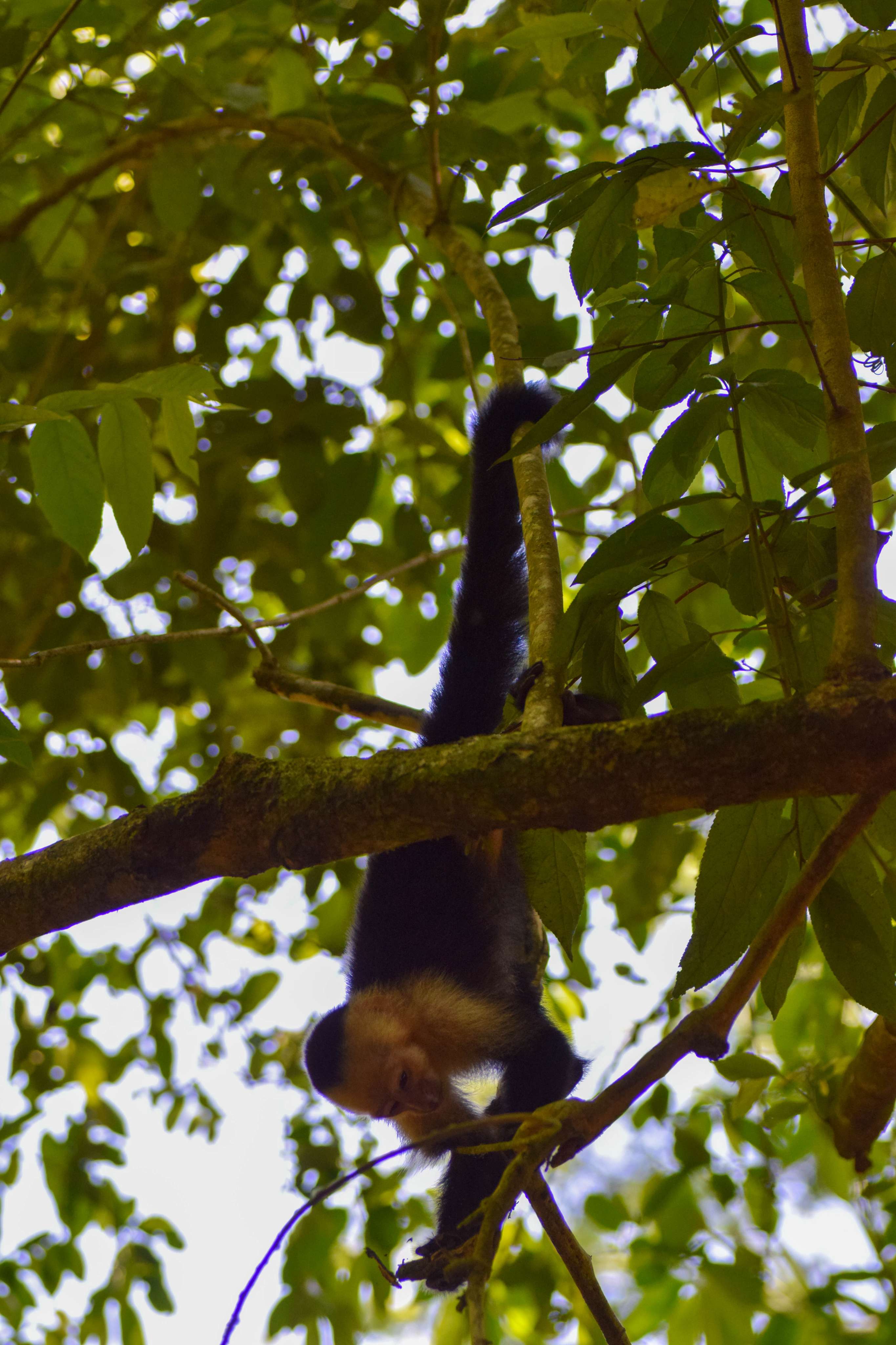 White-faced Capuchin Monkey