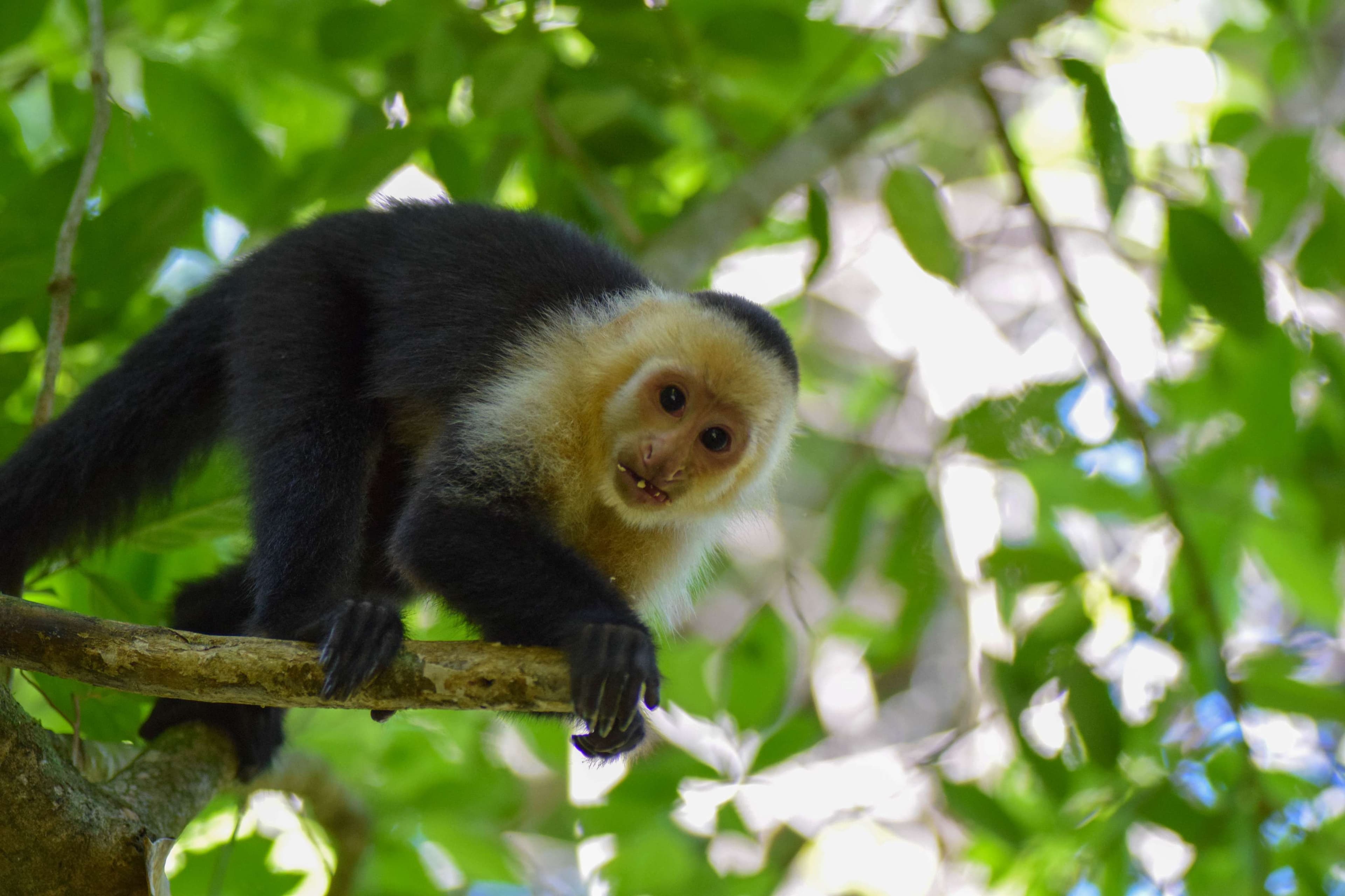 White-faced Capuchin Monkey