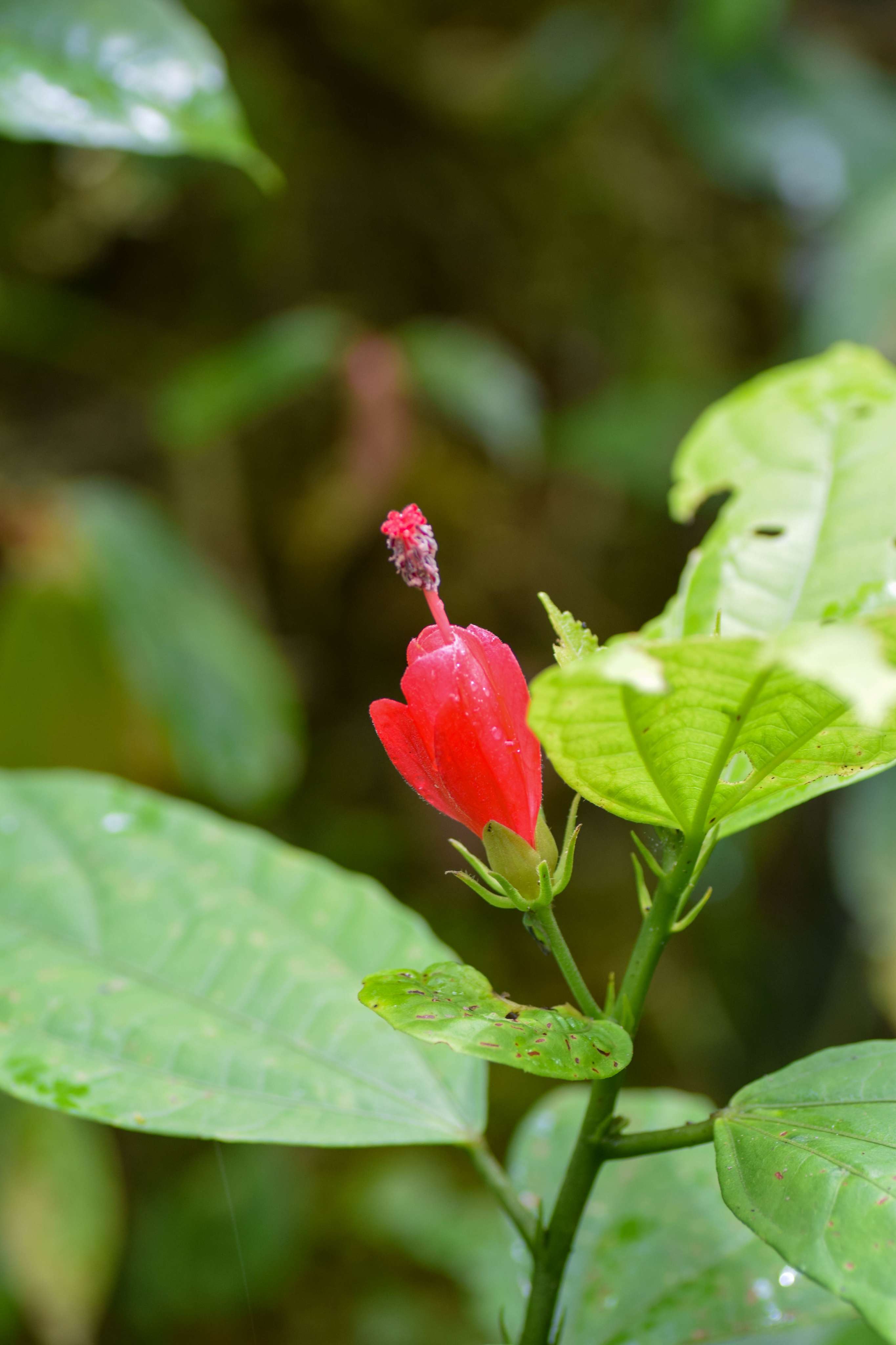 Turk's-cap flower