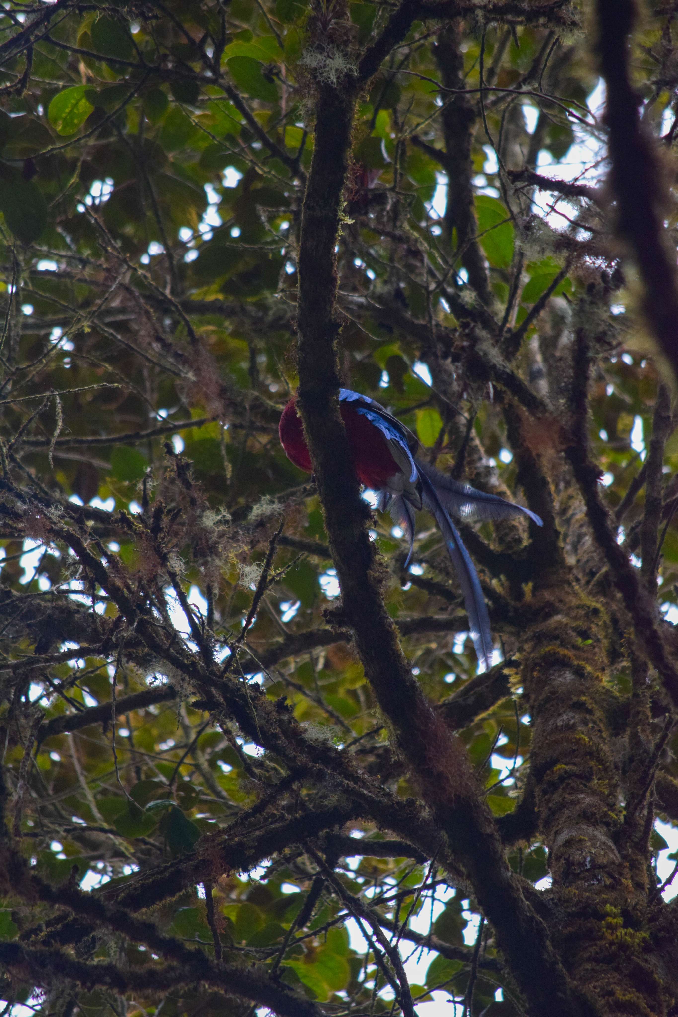 Resplendent Quetzal