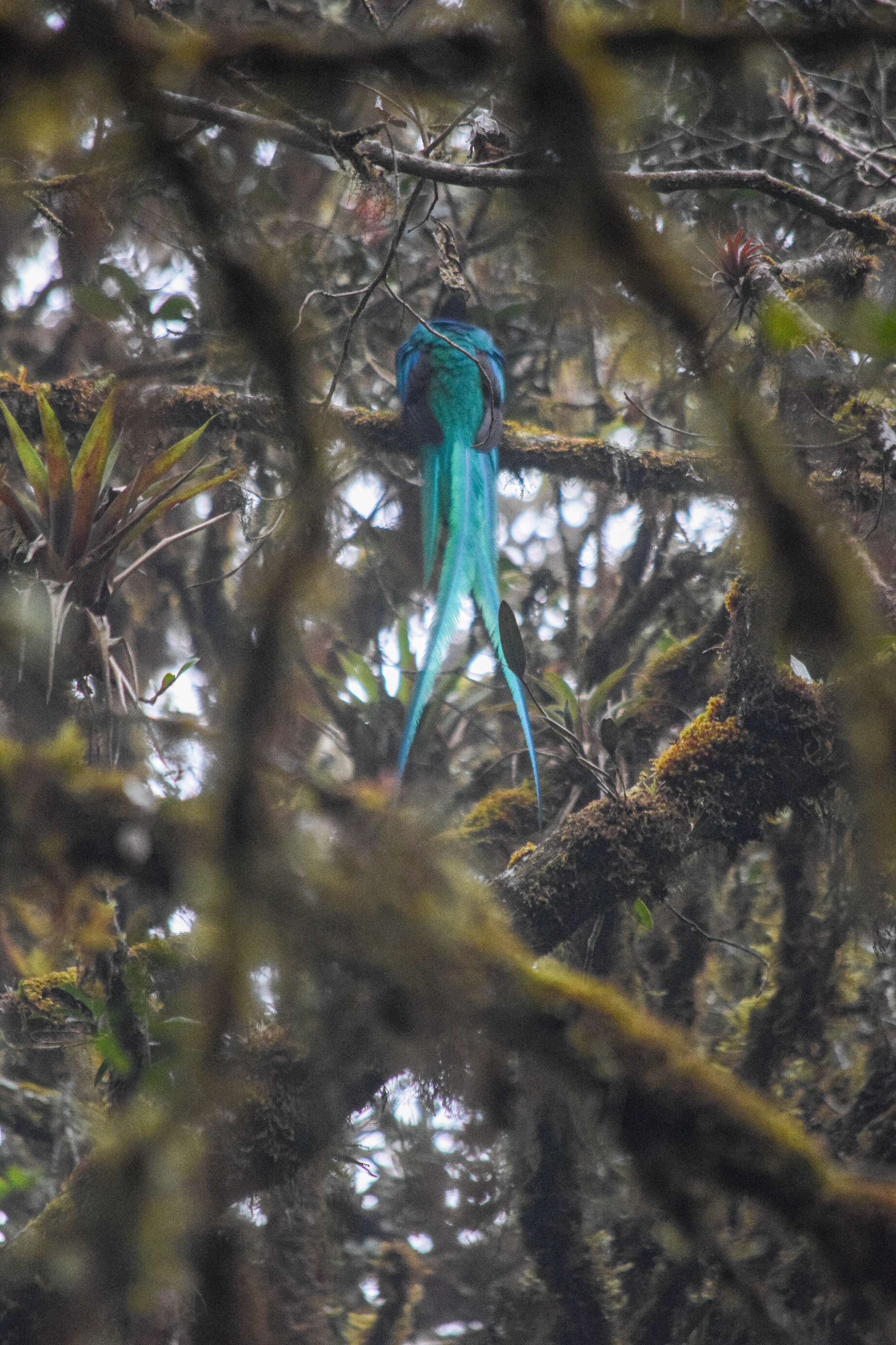 Resplendent Quetzal