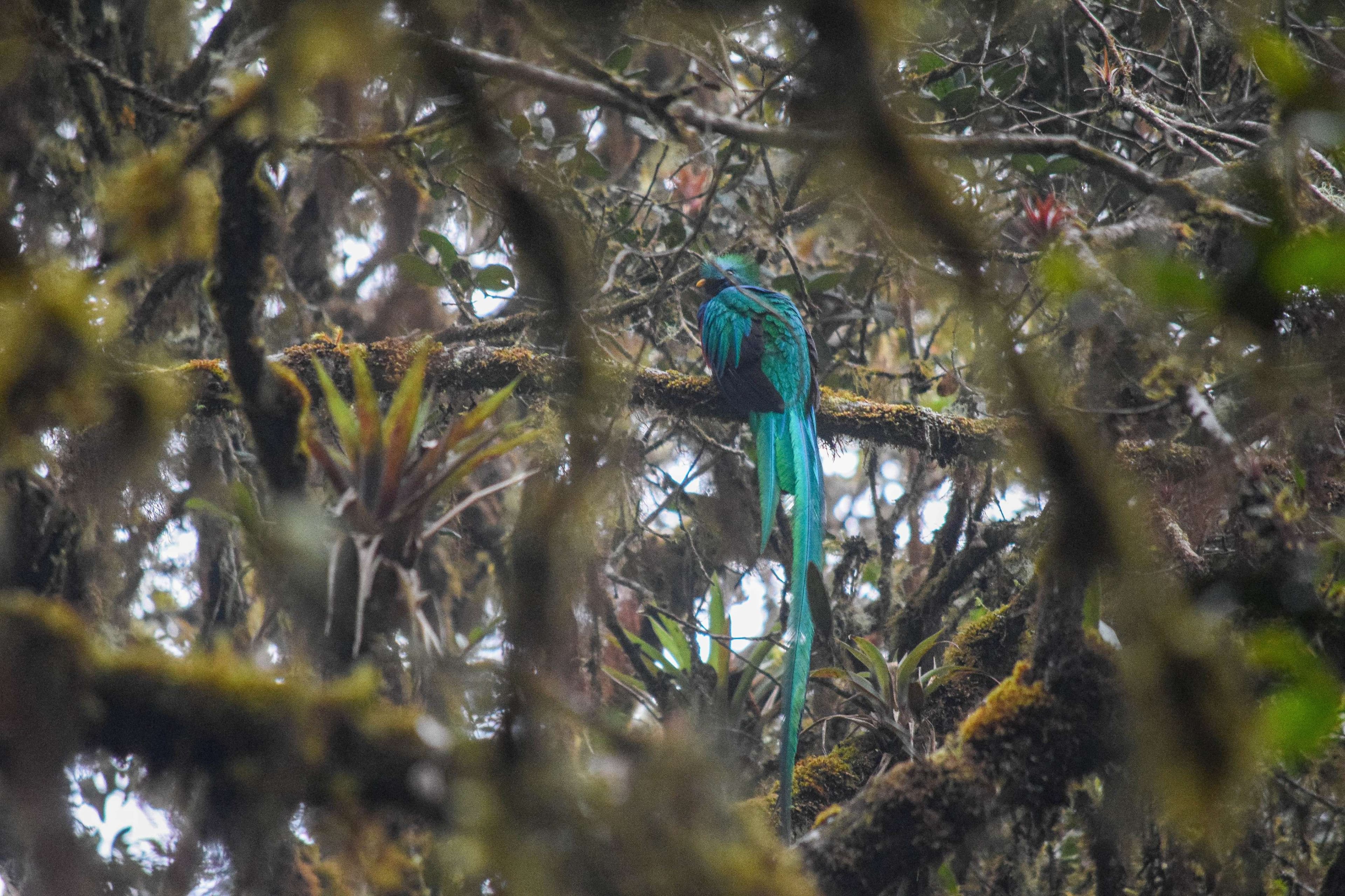 Resplendent Quetzal