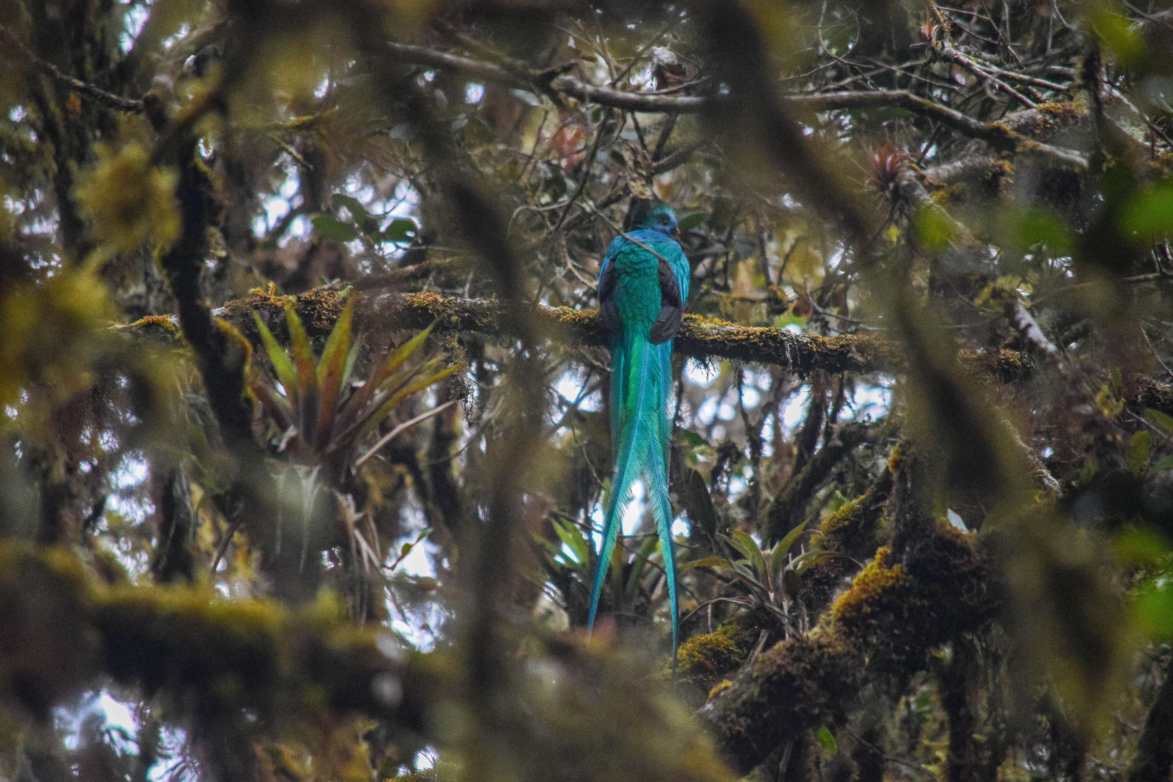 Resplendent Quetzal
