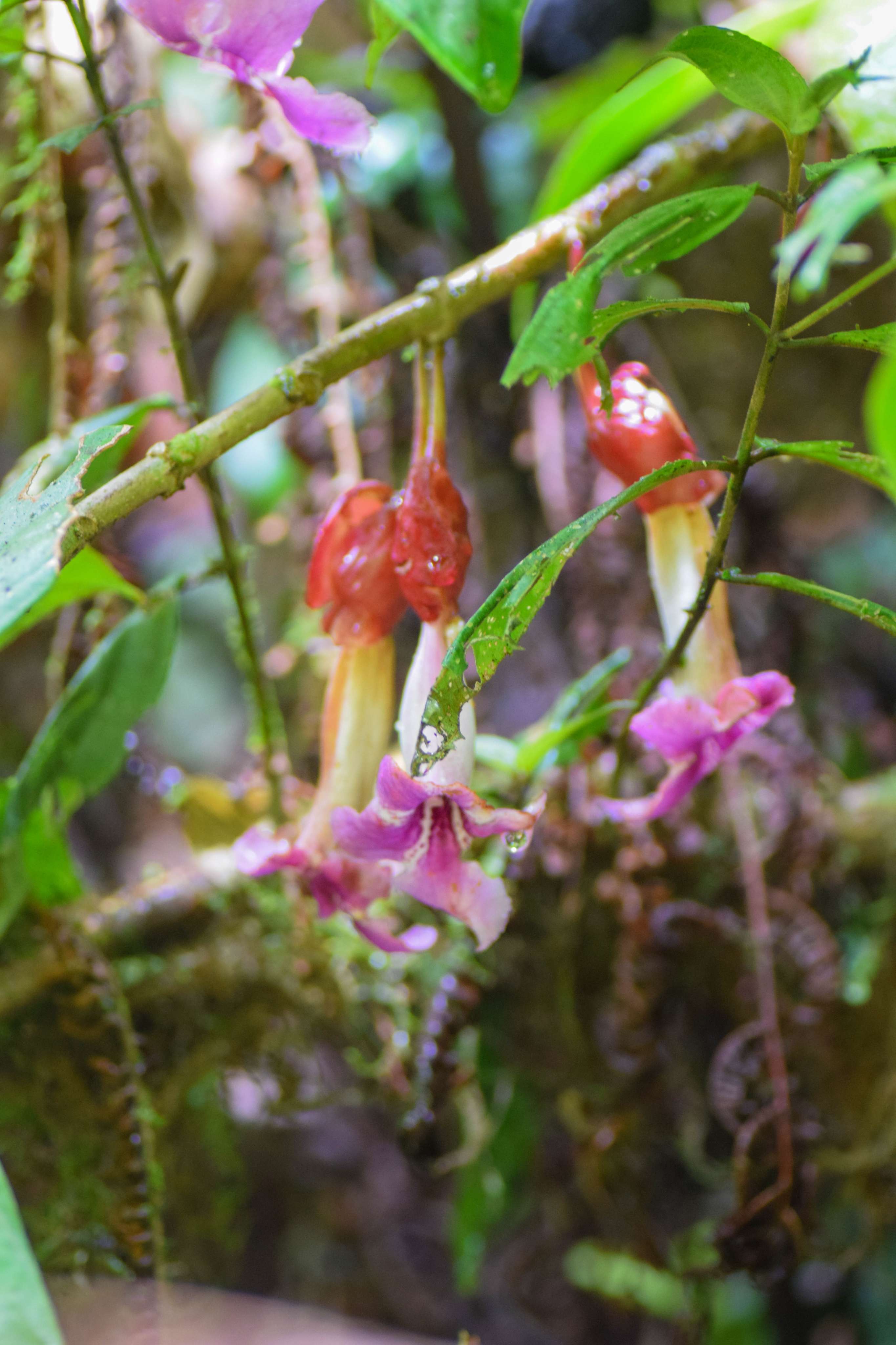Drymonia conchocalyx
