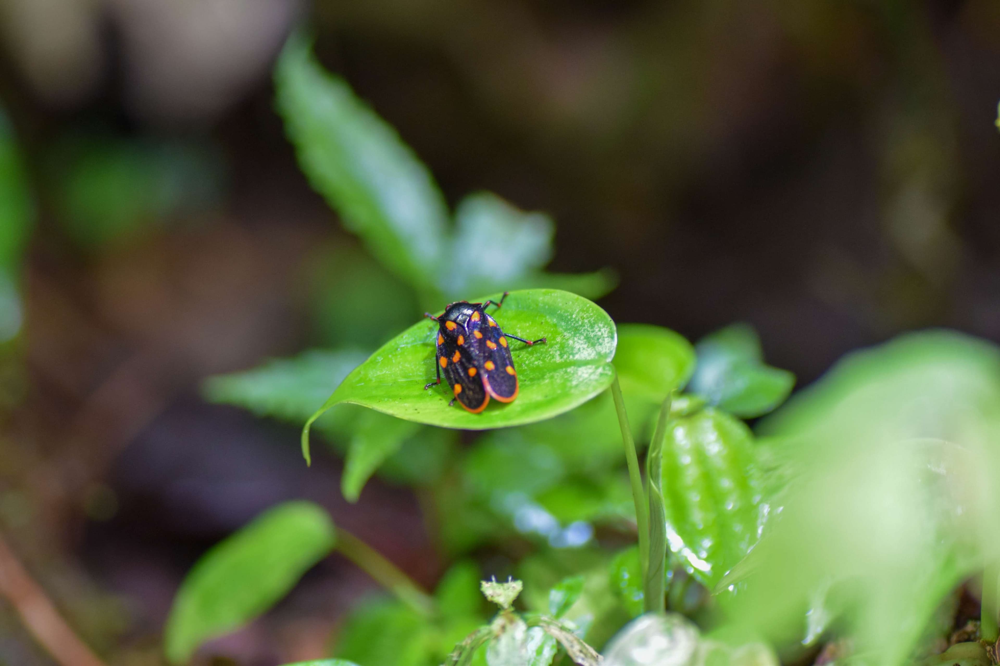 Spotted Tropical Froghopper