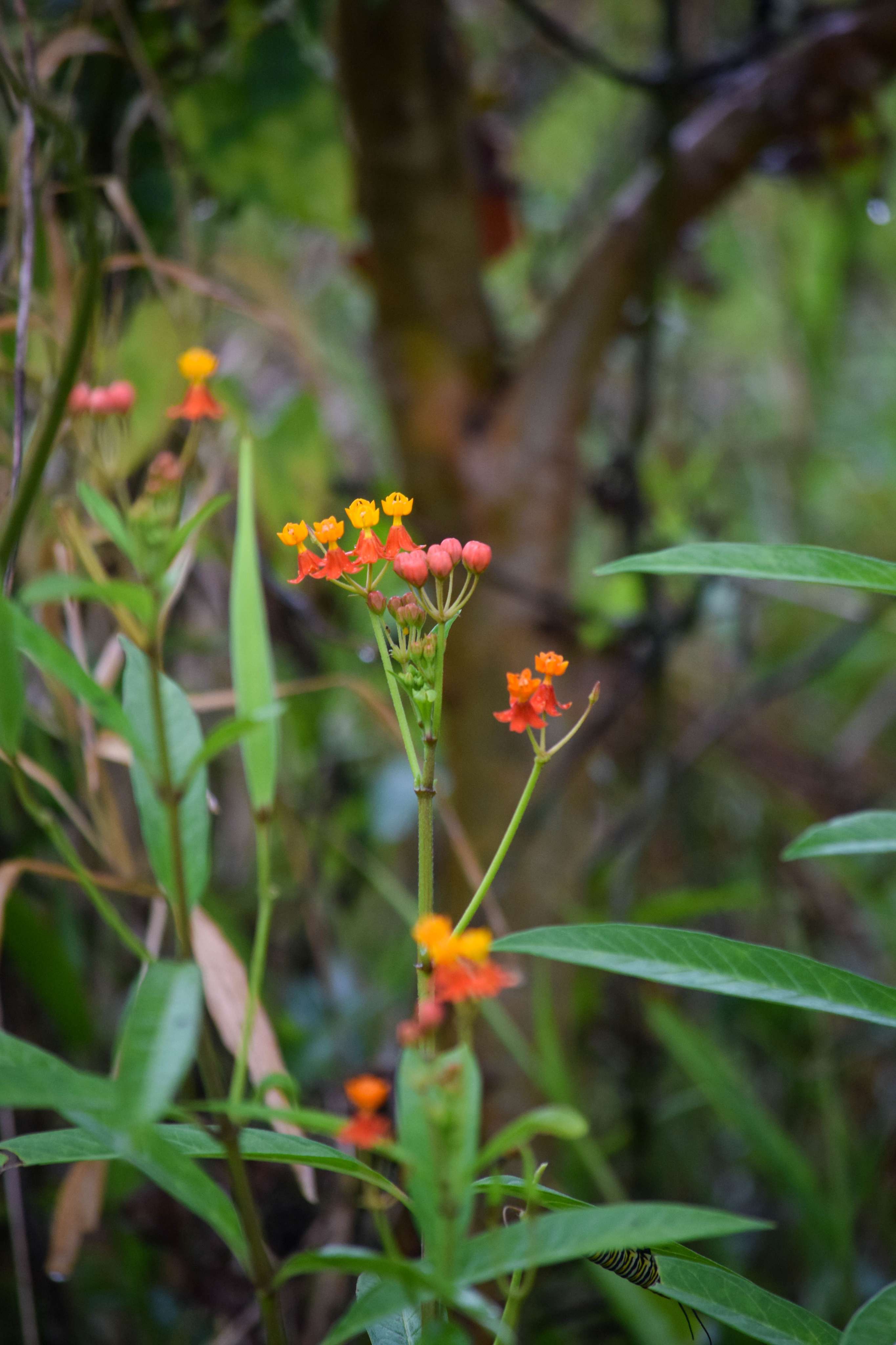 Tropical Milkweed