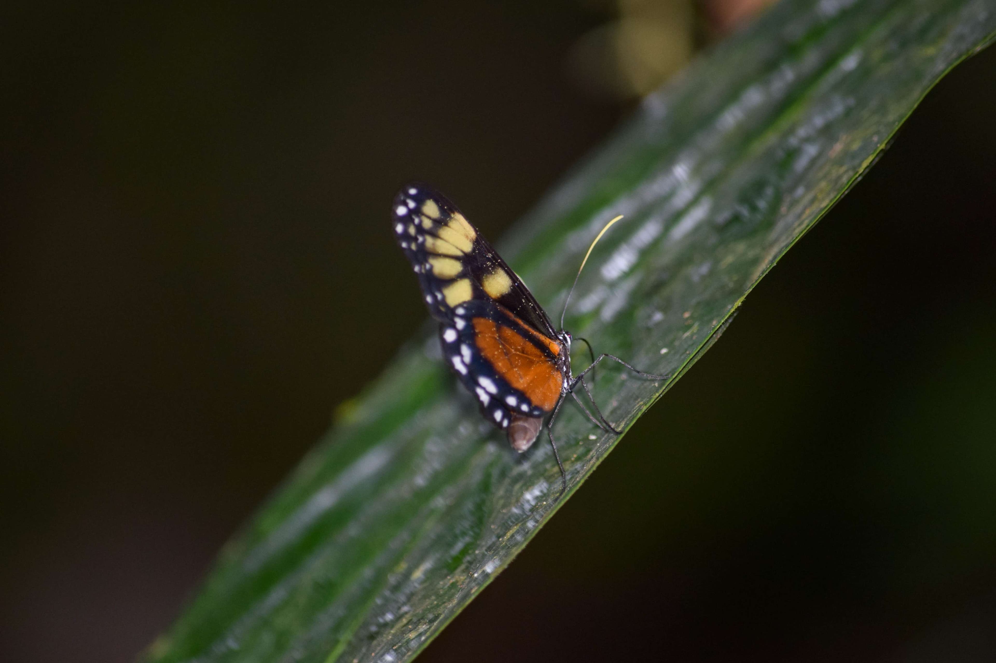 Polymnia Tigerwing Butterfly