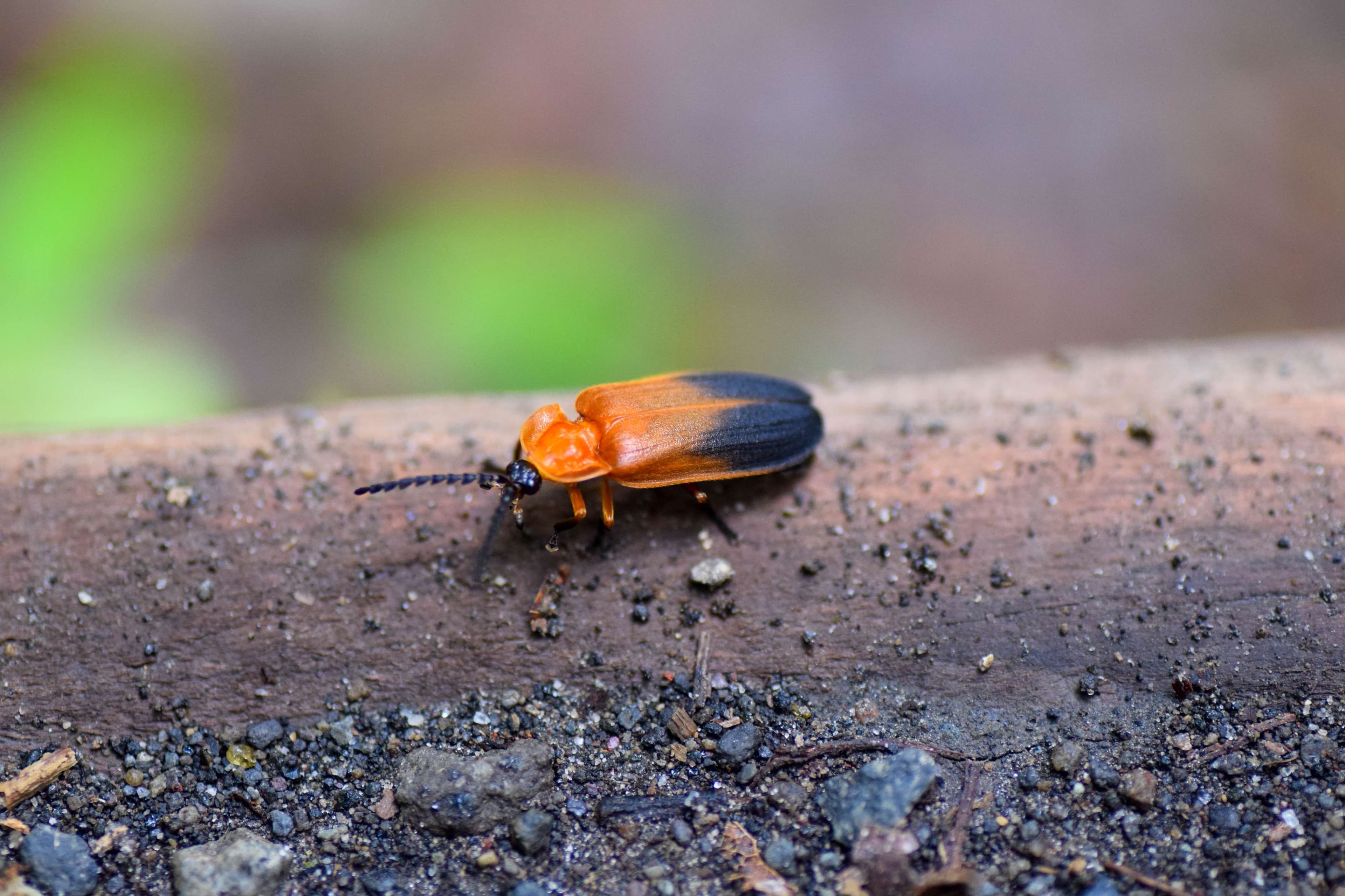 Orange Lampyridae Lucidota