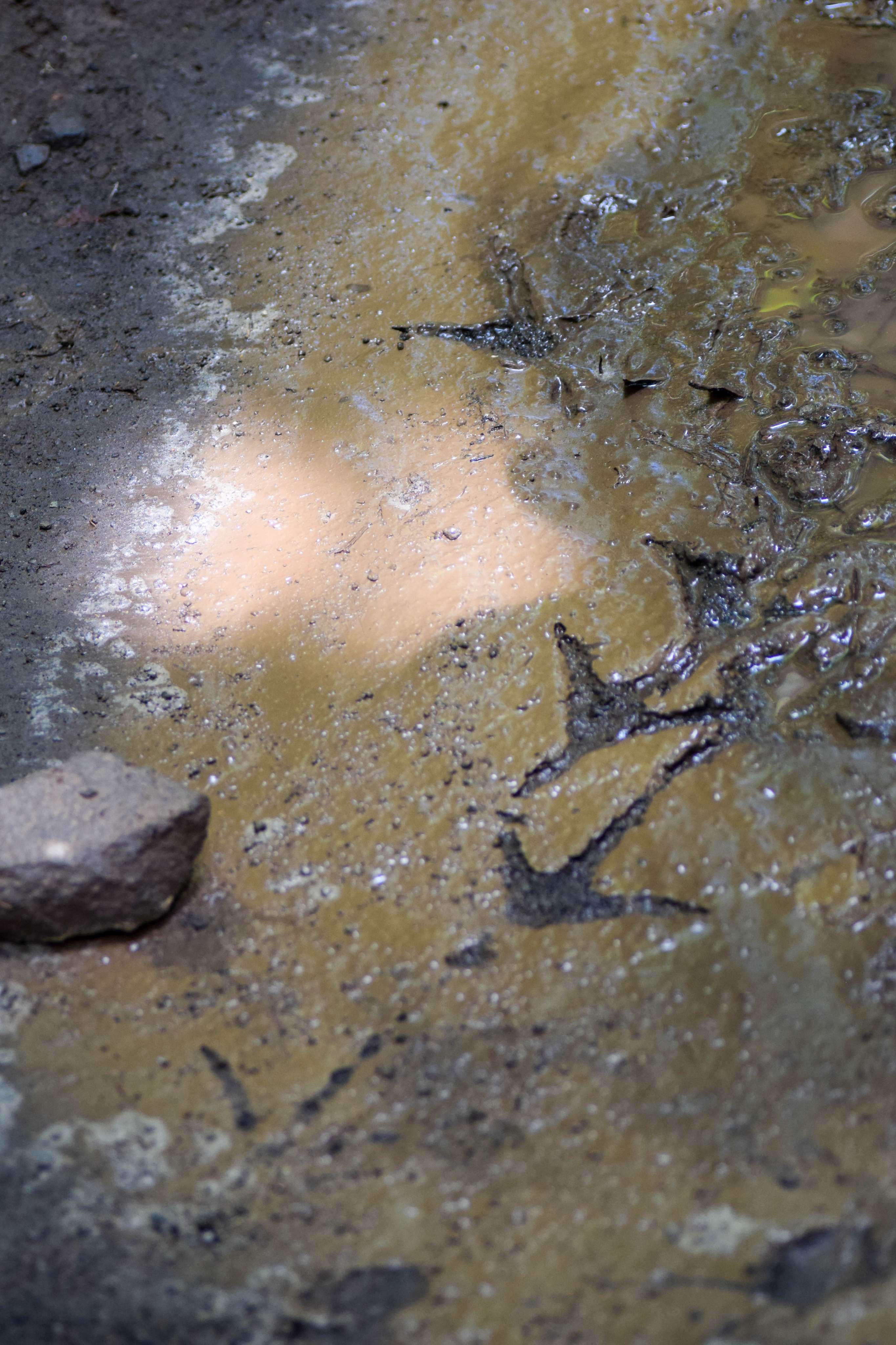 Bird footprints in mud