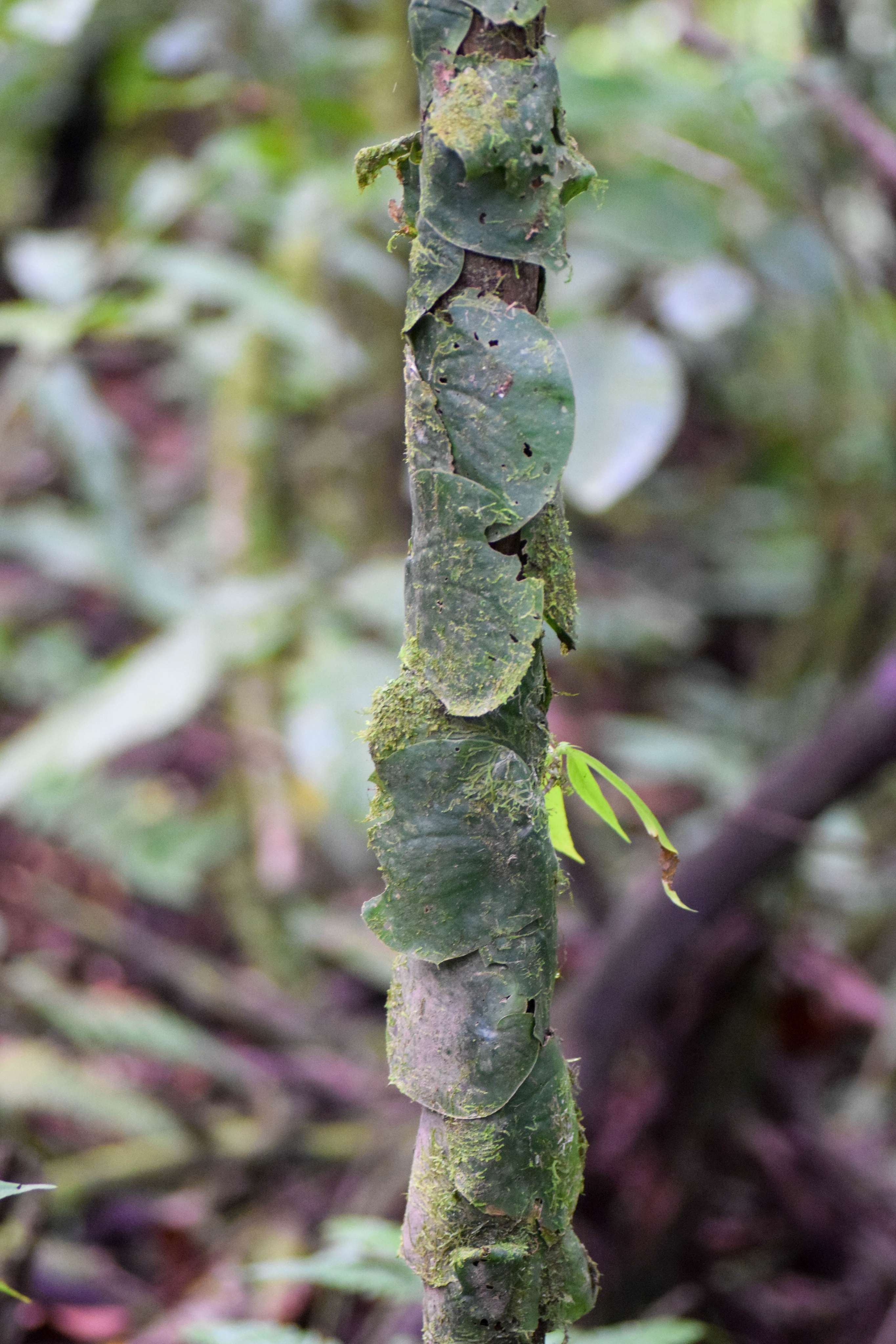 Vines on tree