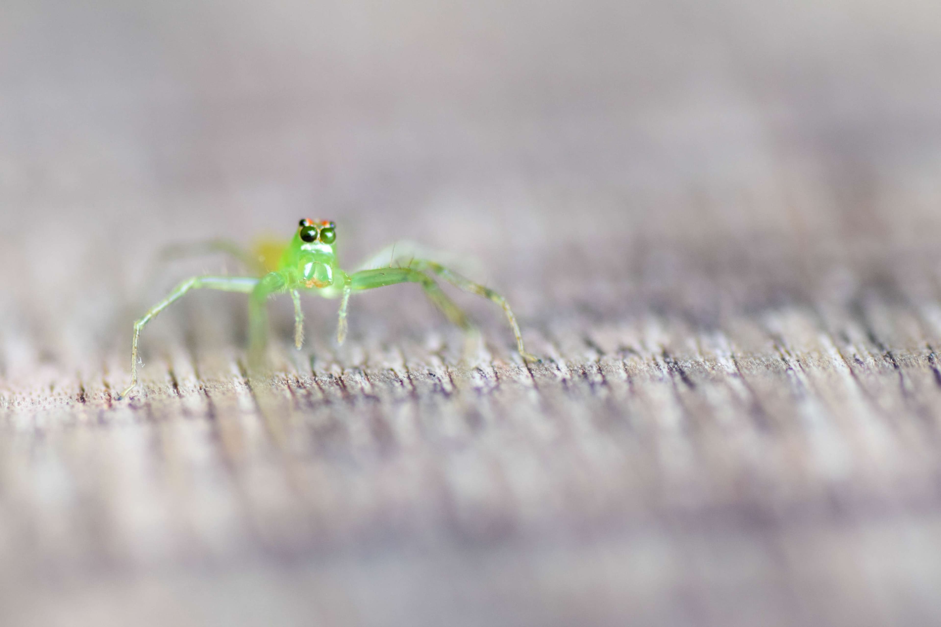Magnolia Green Jumping Spider