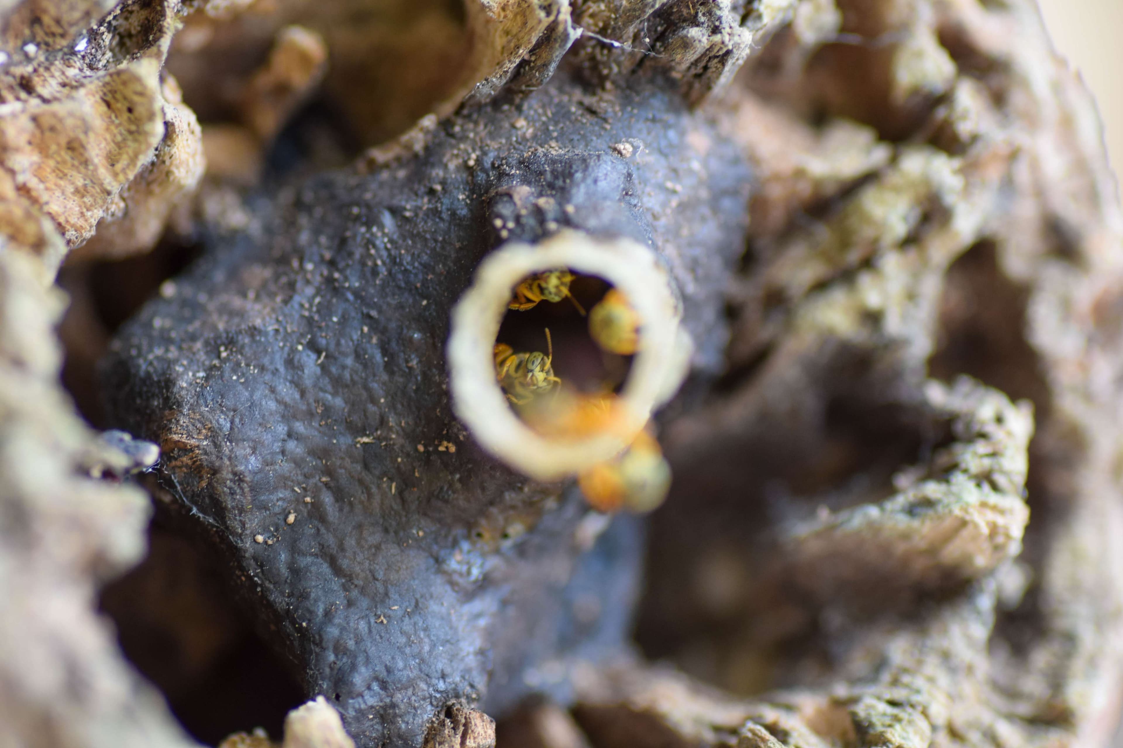 Entrance to Mariola Bee hive