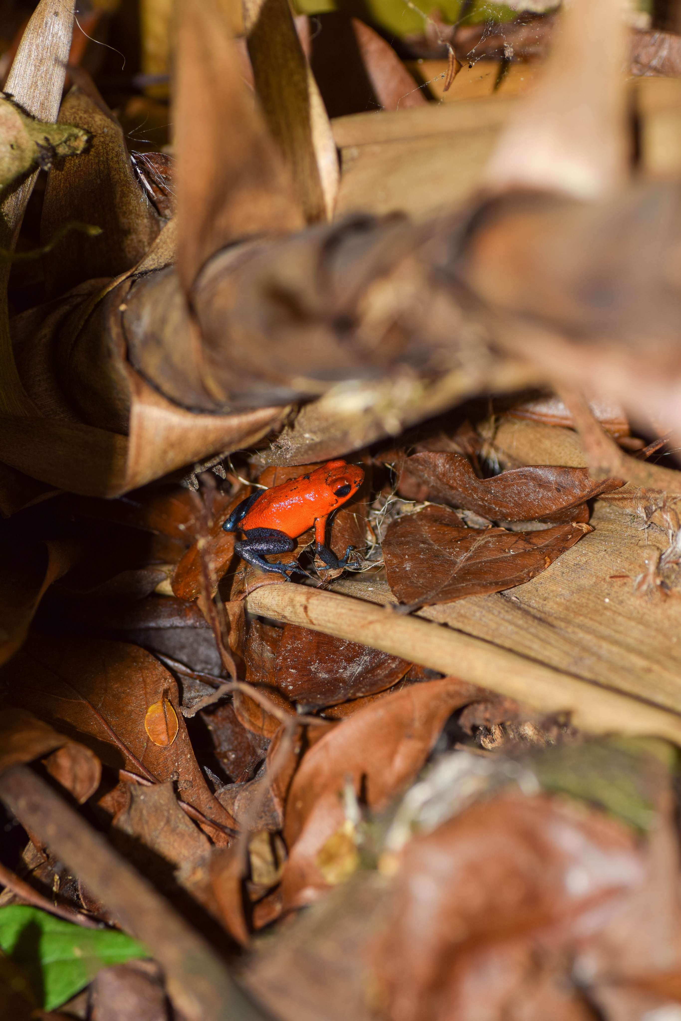 Blue-jeans Poison Dart Frog