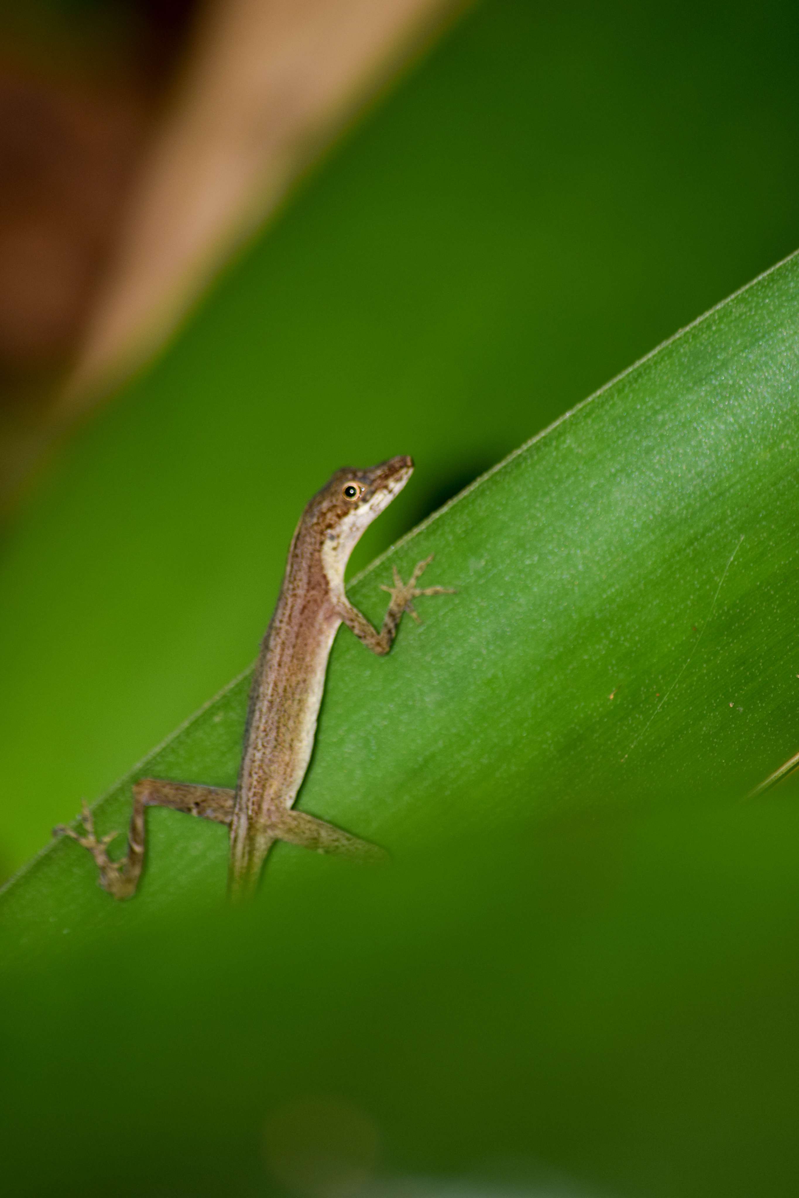Brown Anole