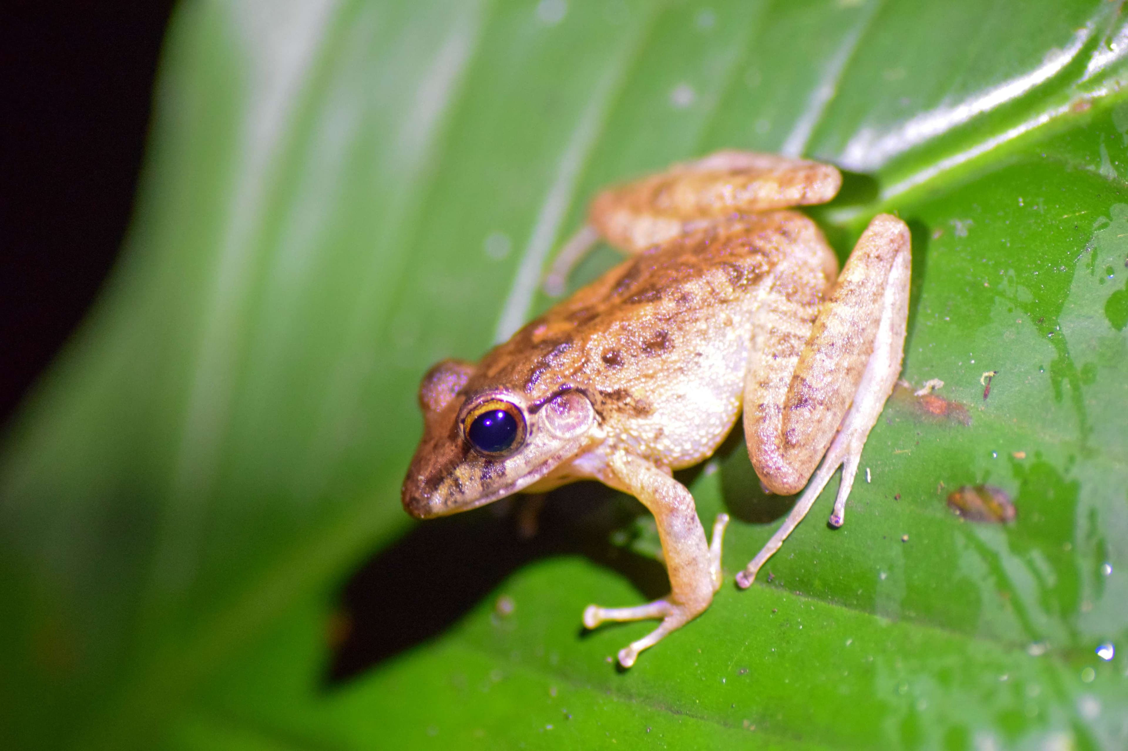 Fitzinger's Rubber Frog