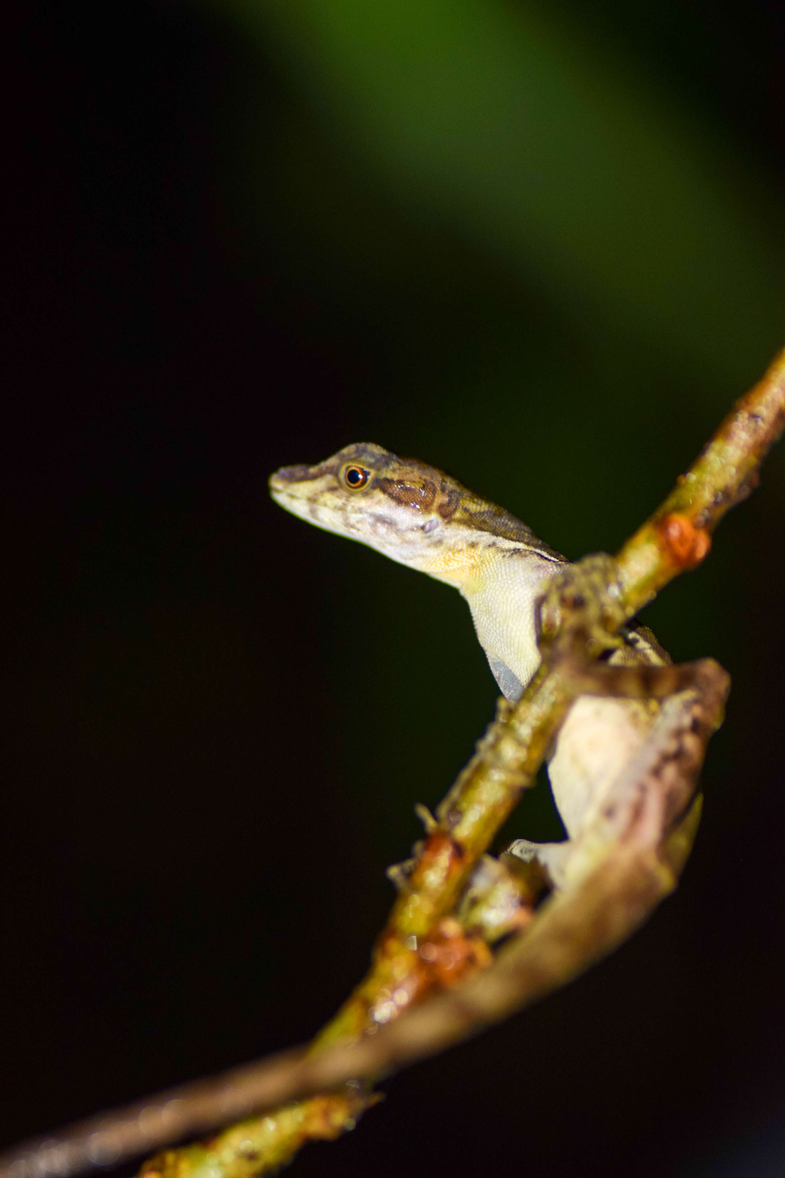 Anole