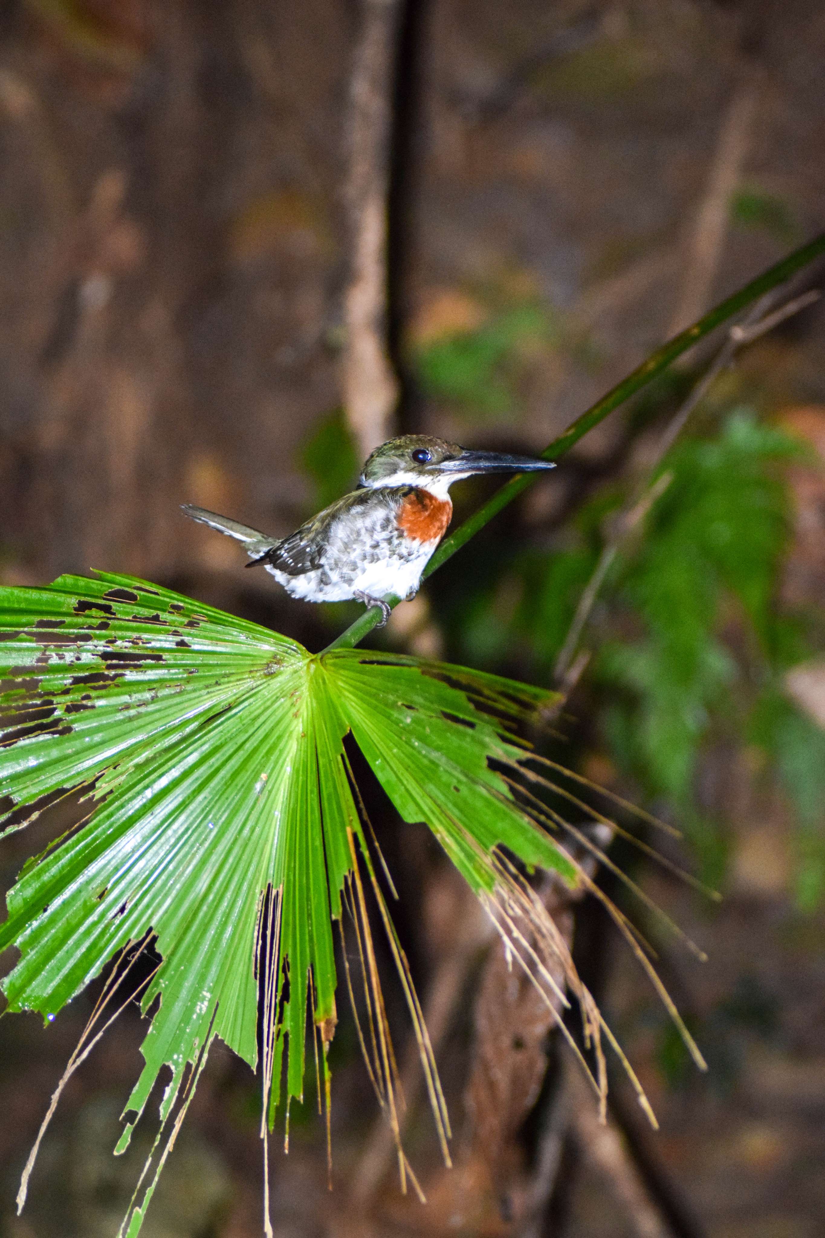 Juvenile Kingfisher