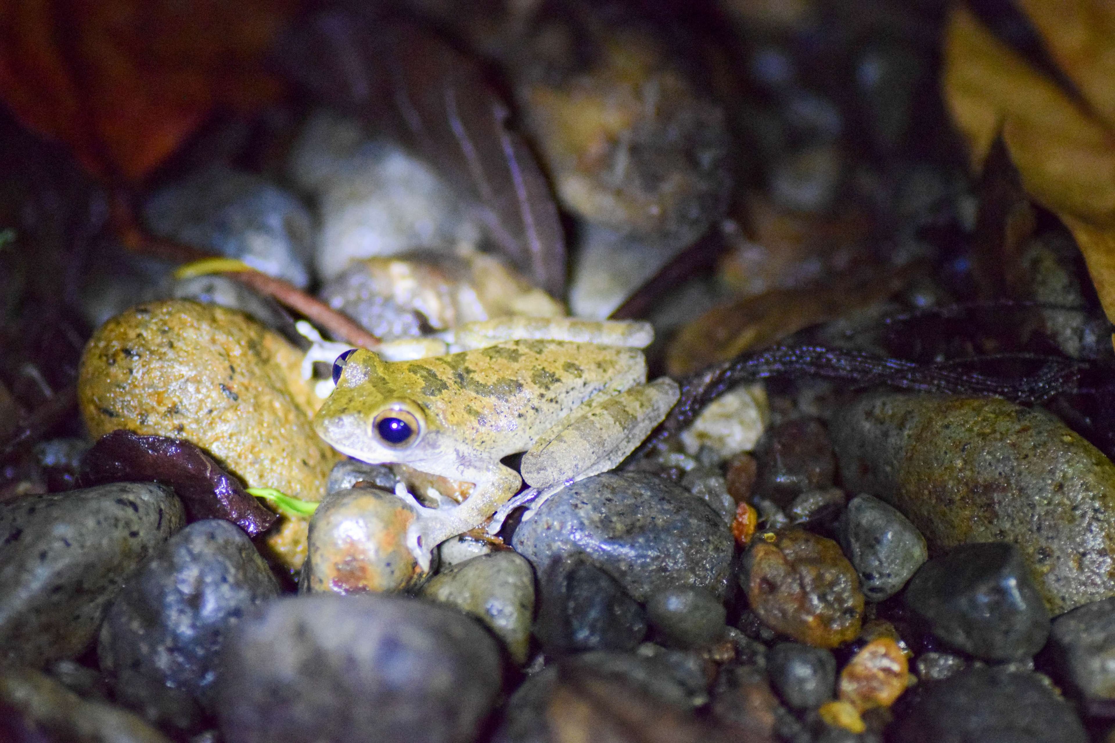 Common Mexican Tree Frog