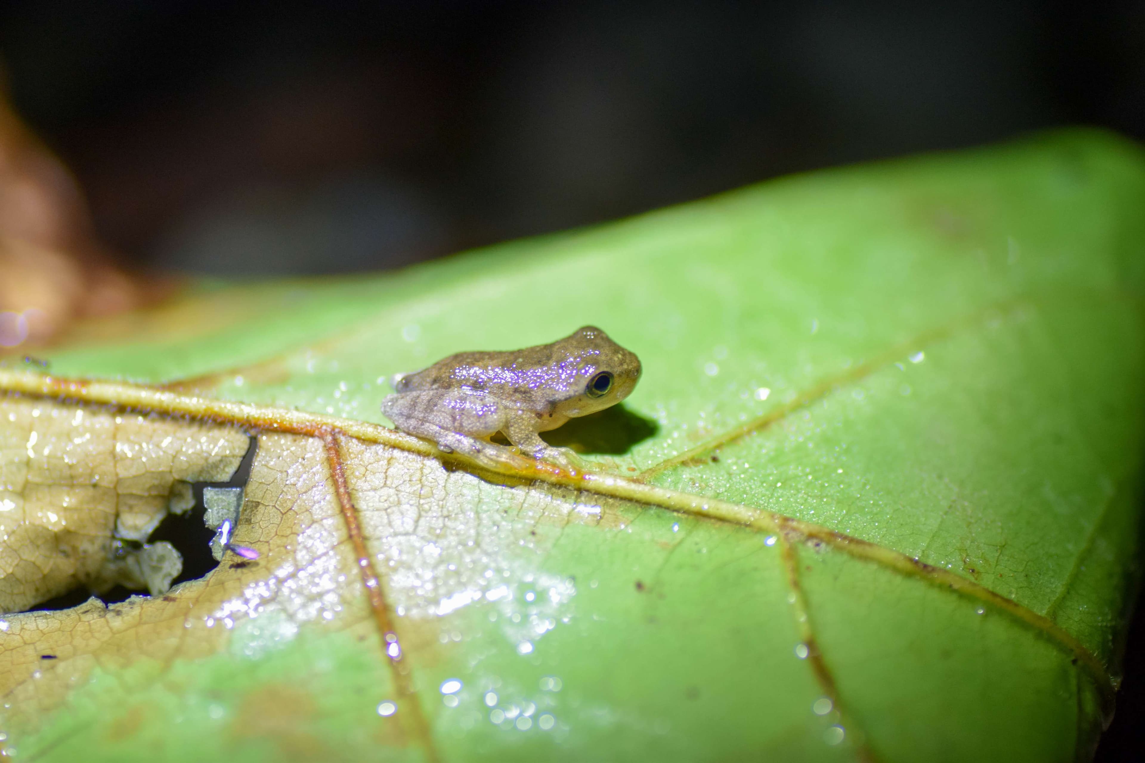 Common Mexican Tree Frog