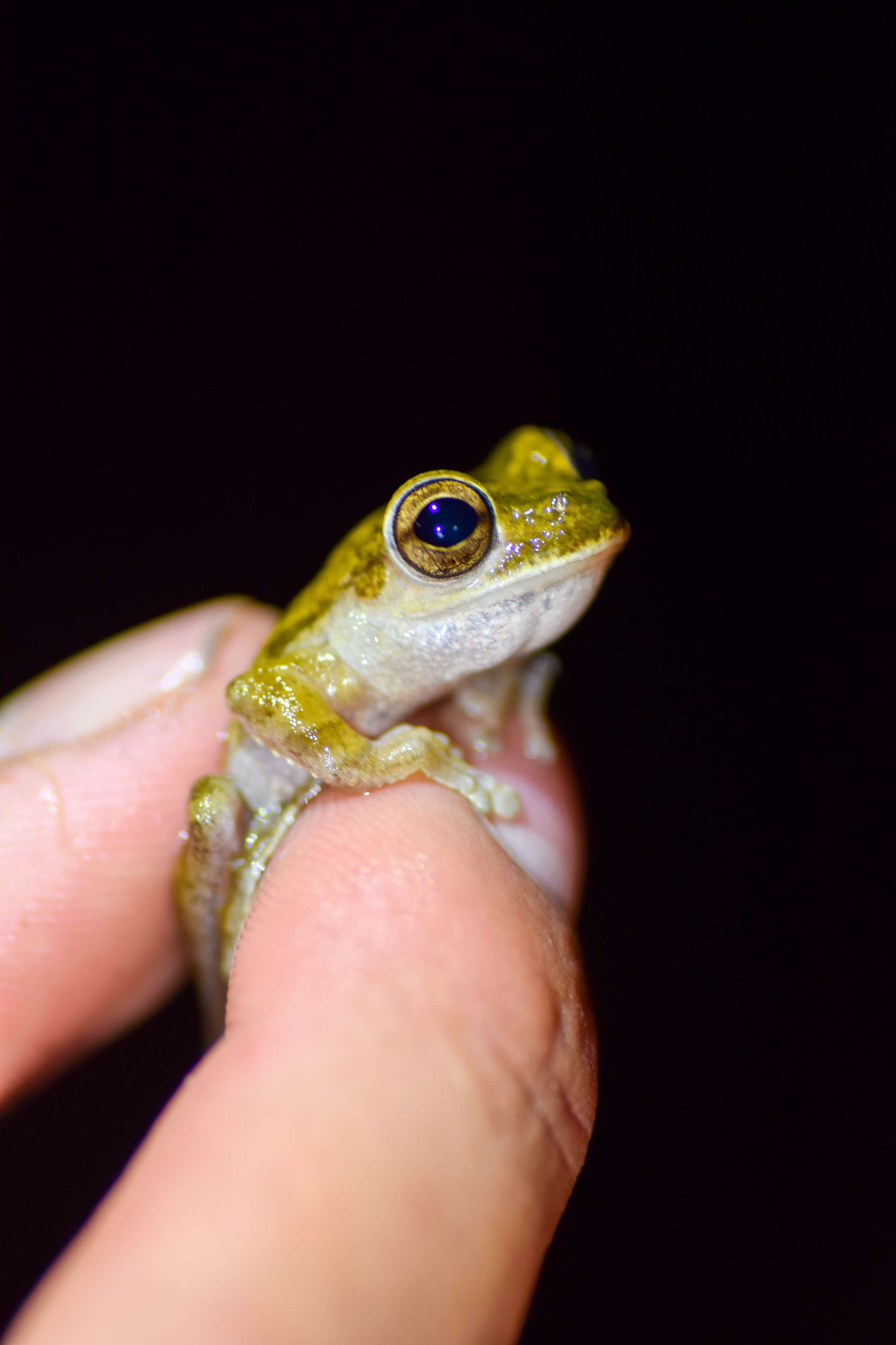 Common Mexican Tree Frog