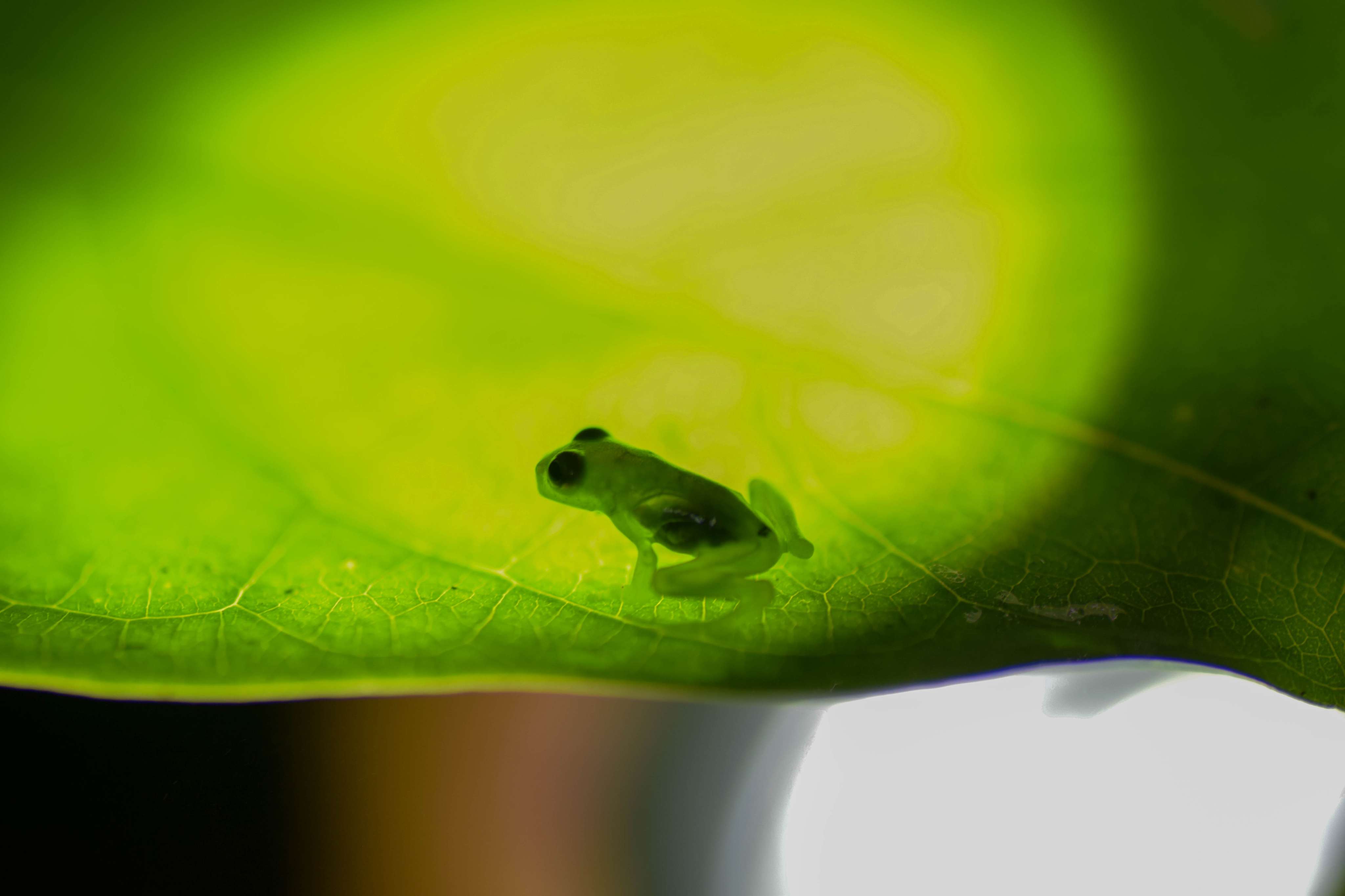 Ghost Glass Frog