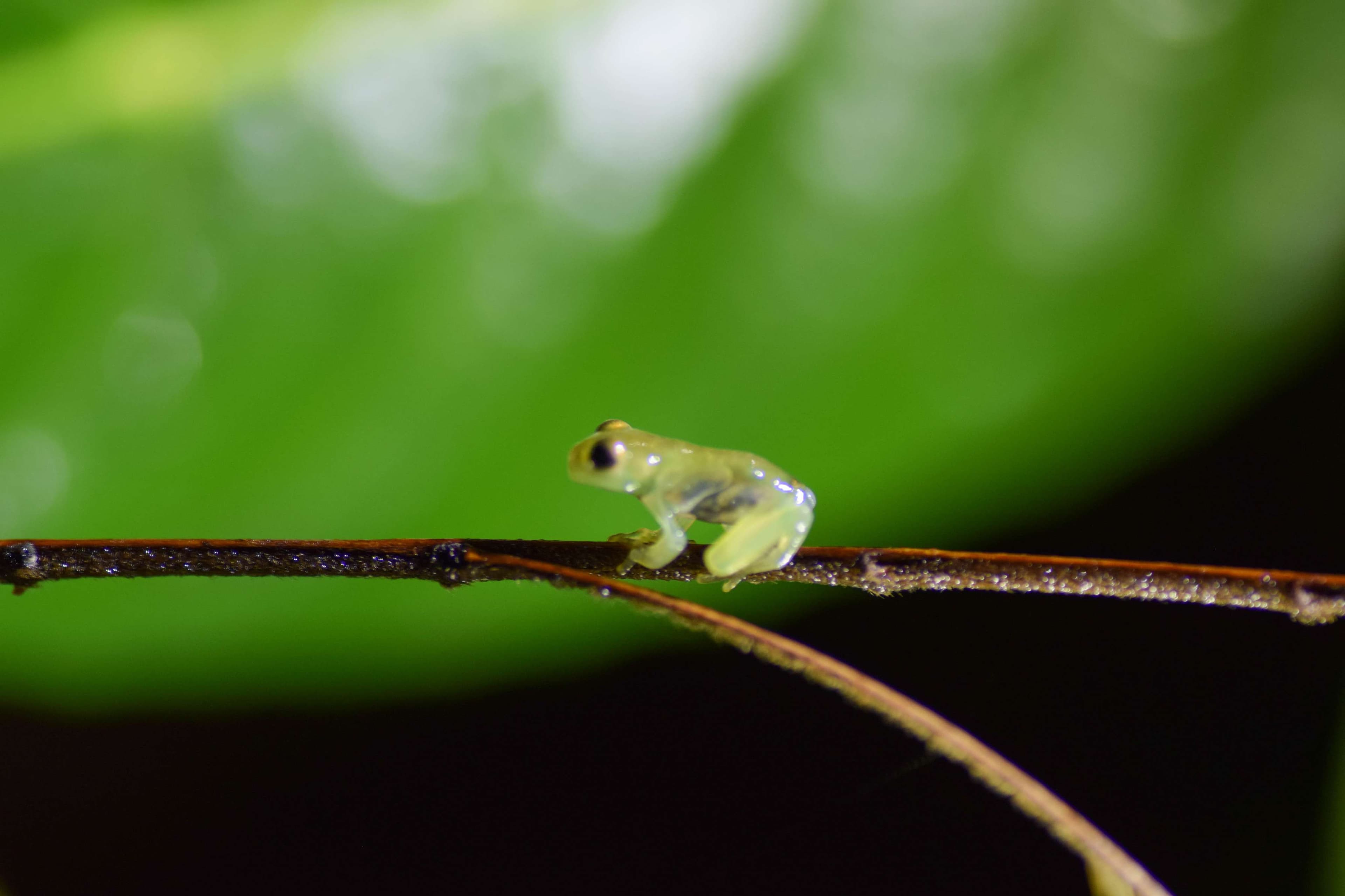 Ghost Glass Frog