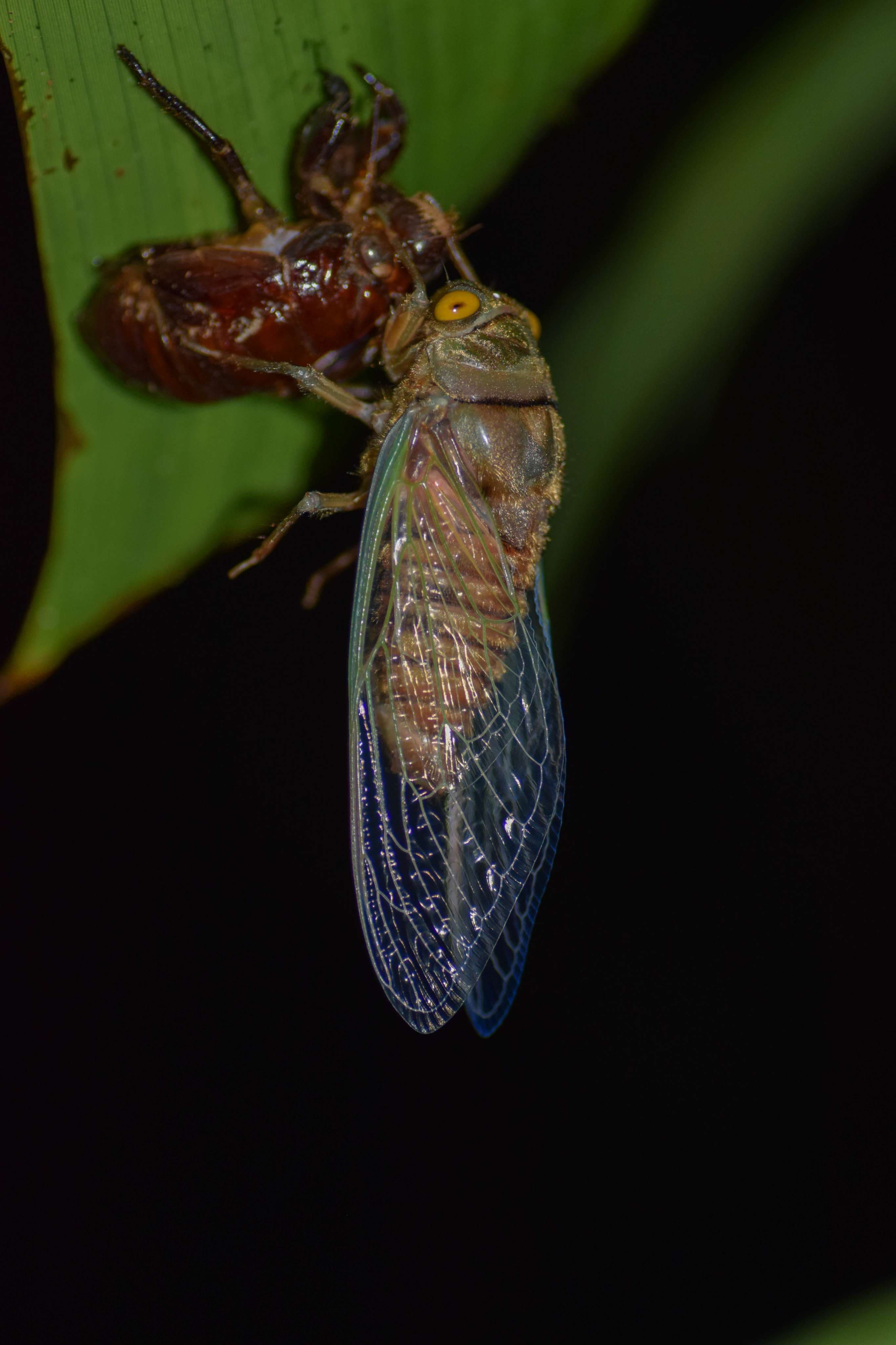 Cicada