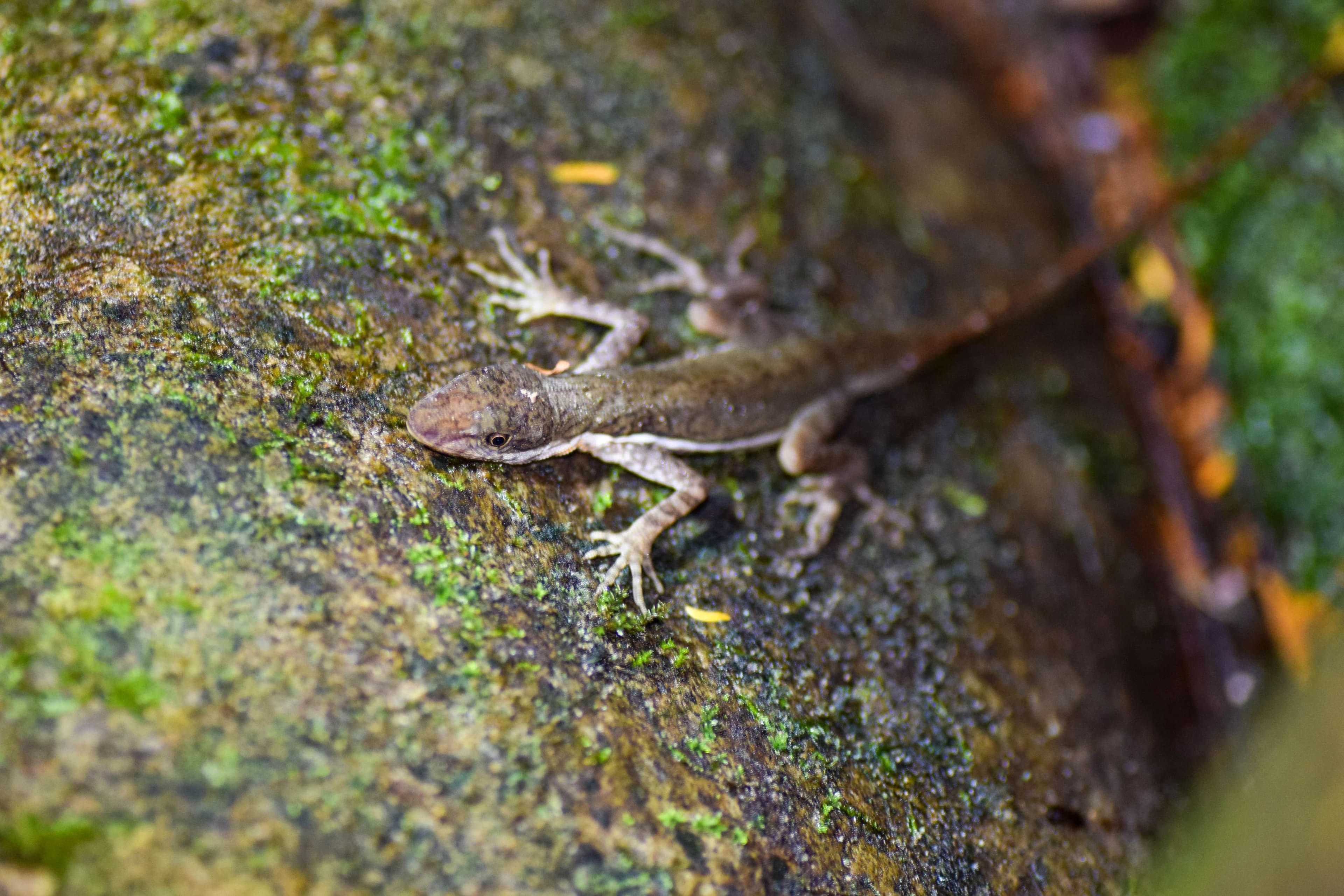 Anole