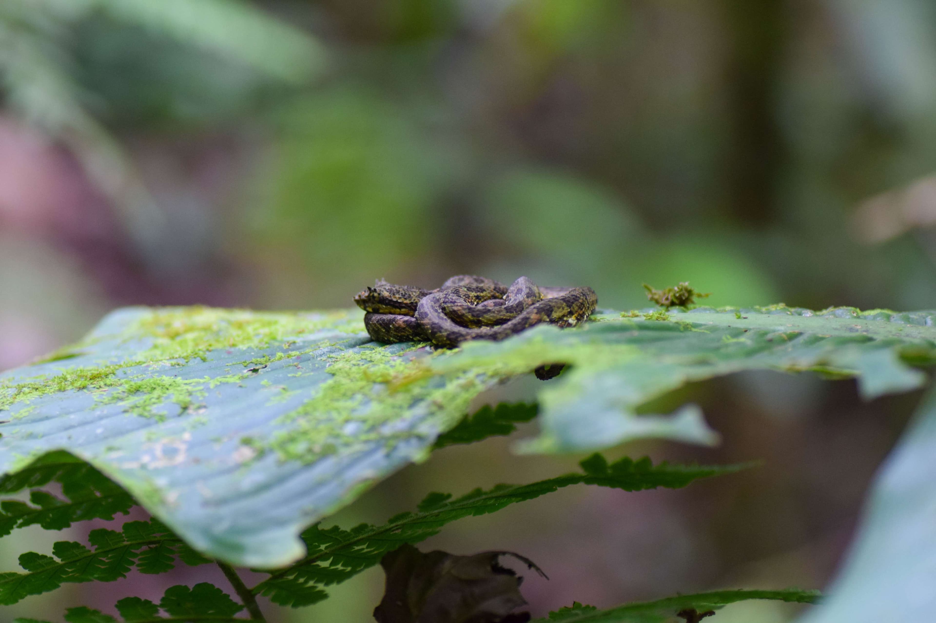Eyelash Pitviper
