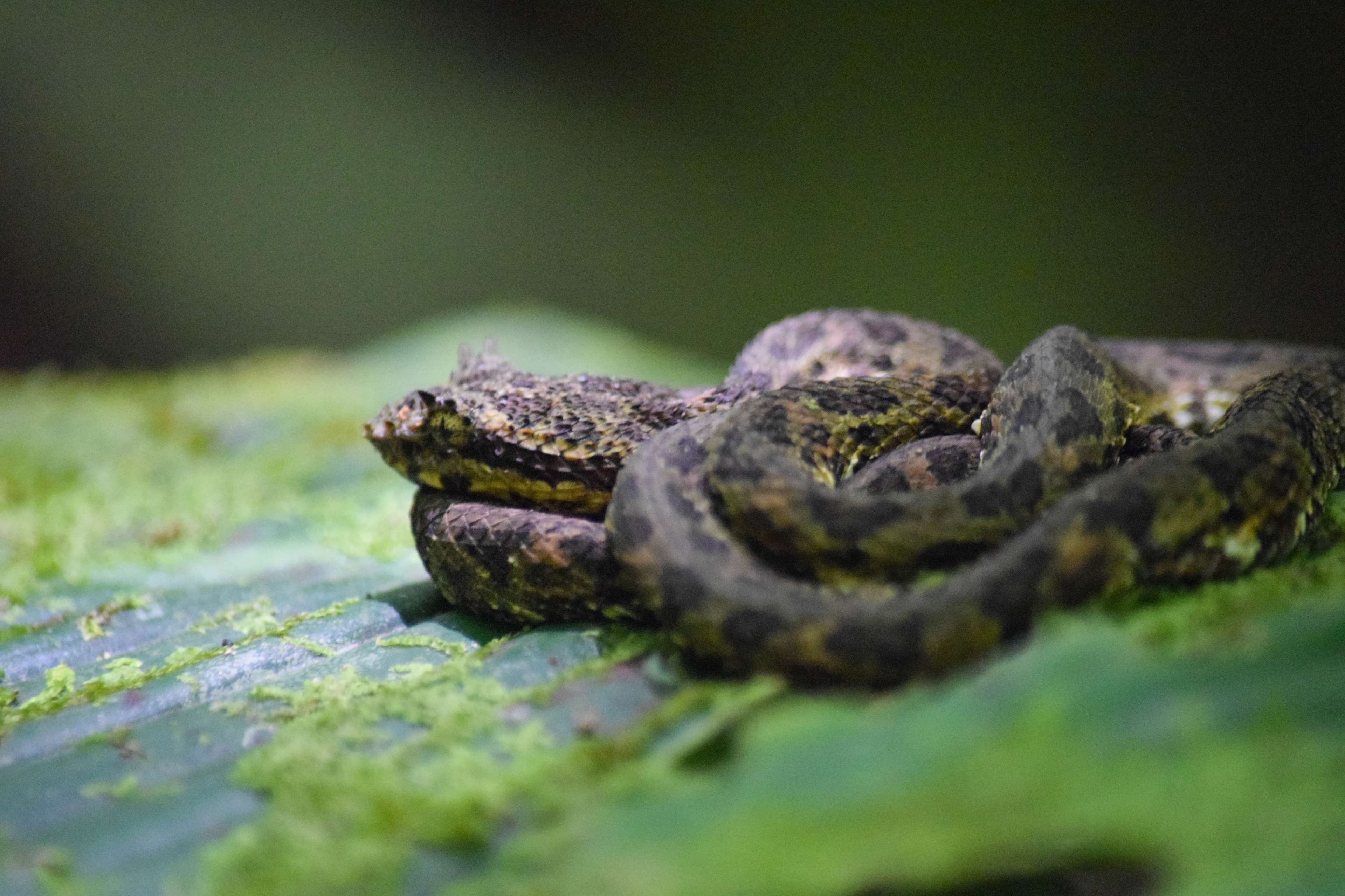 Eyelash Pitviper