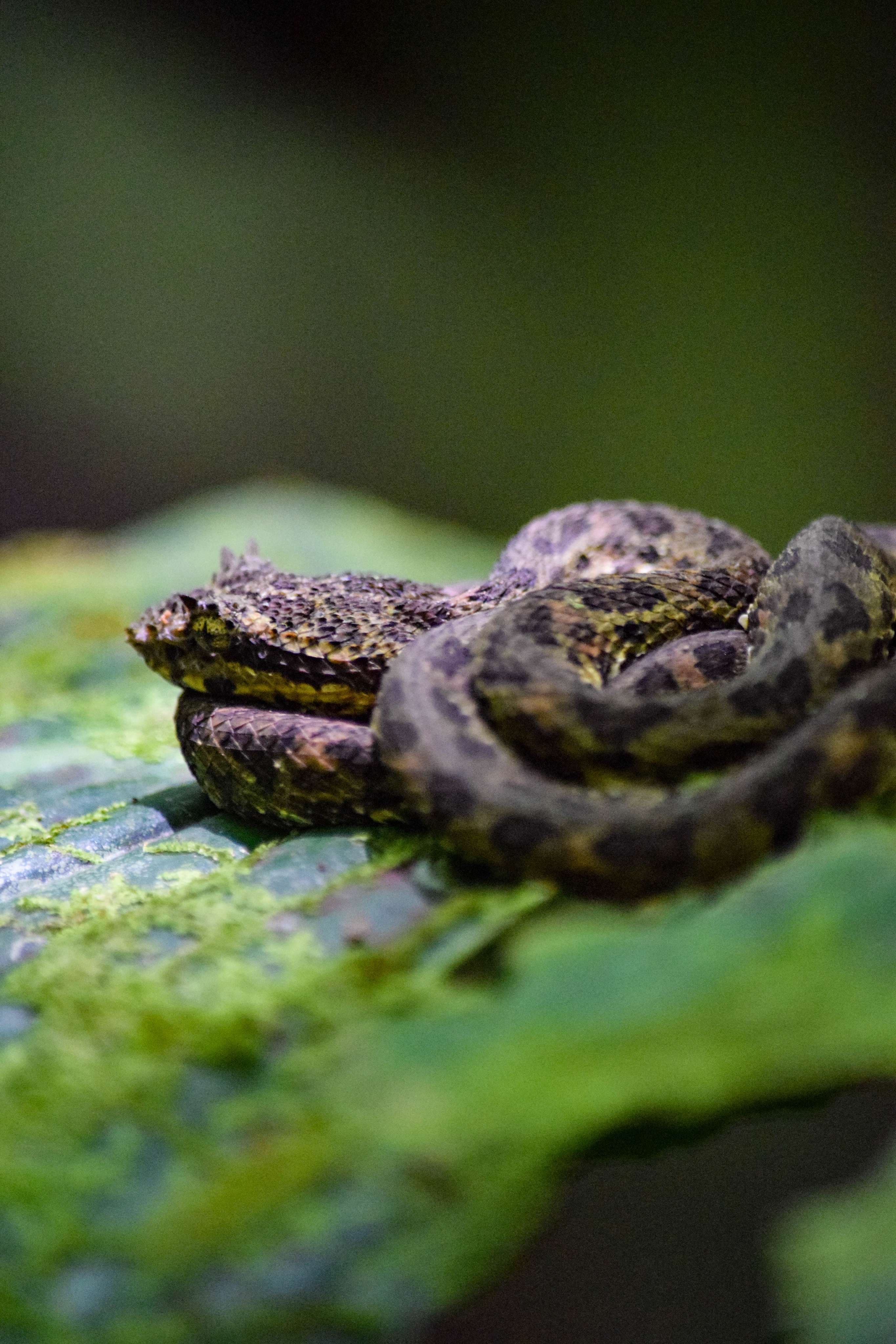 Eyelash Pitviper