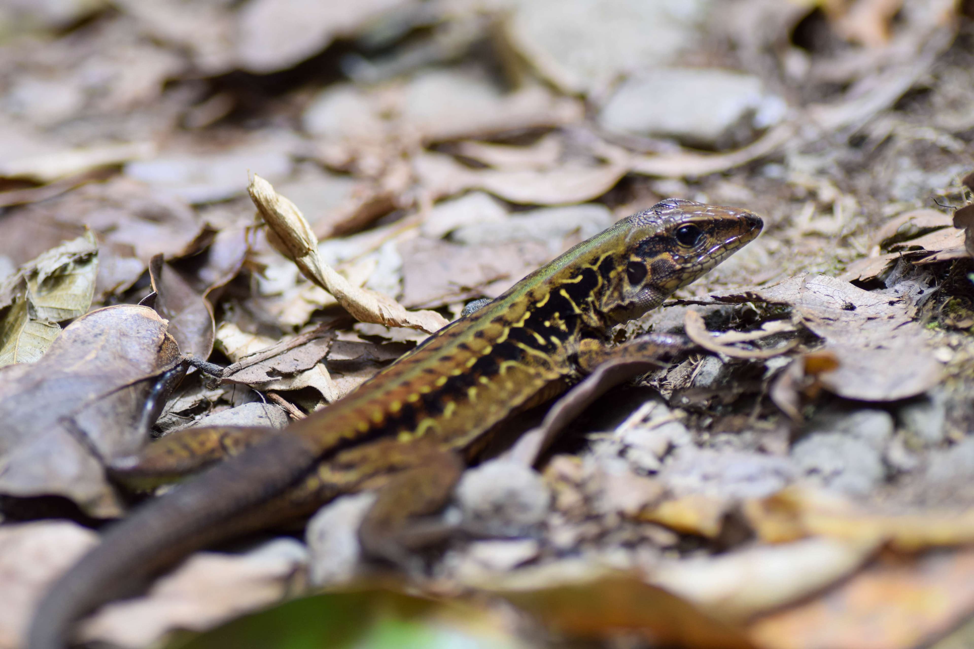 Central American Whiptail