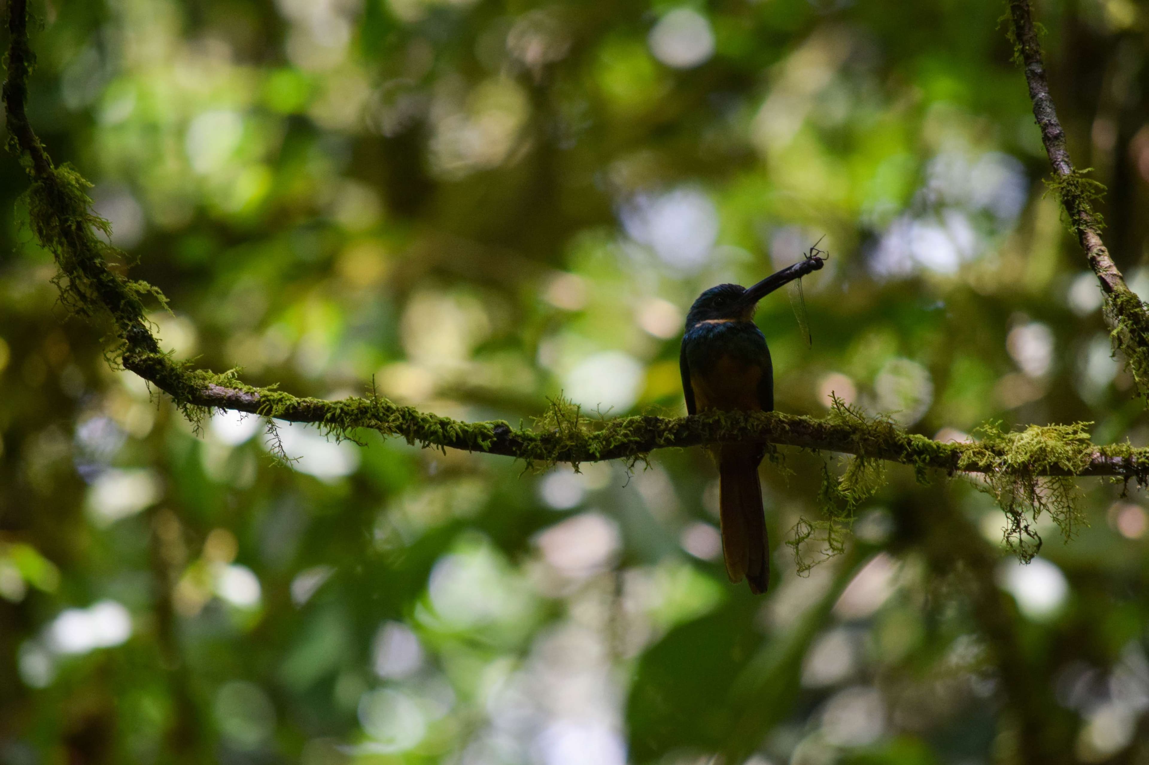 Rufous-tailed Jacamar