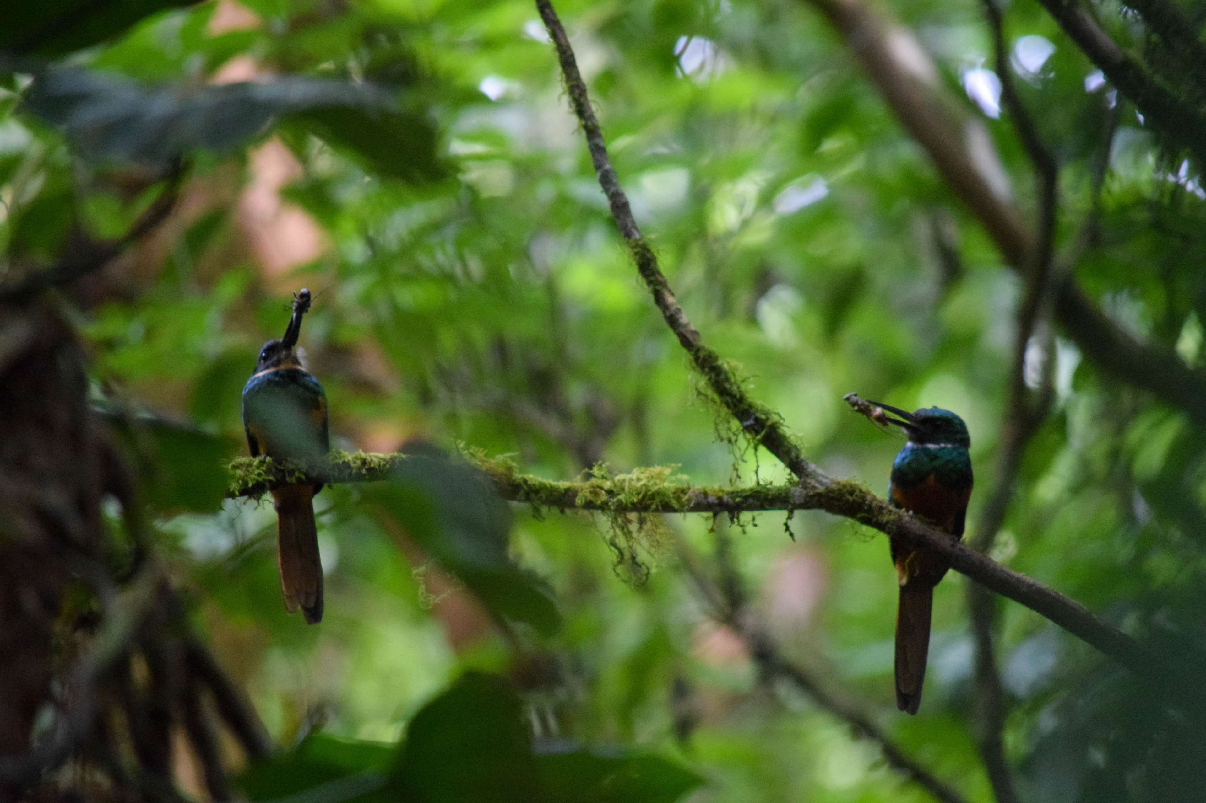 Rufous-tailed Jacamar