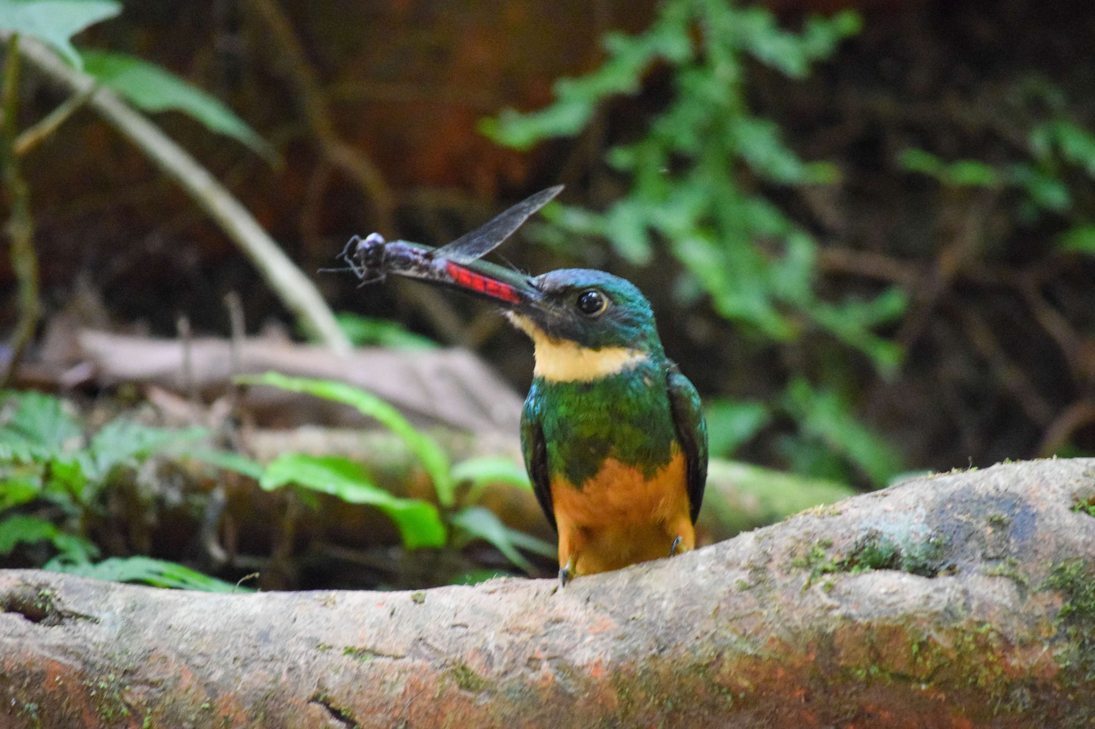 Rufous-tailed Jacamar
