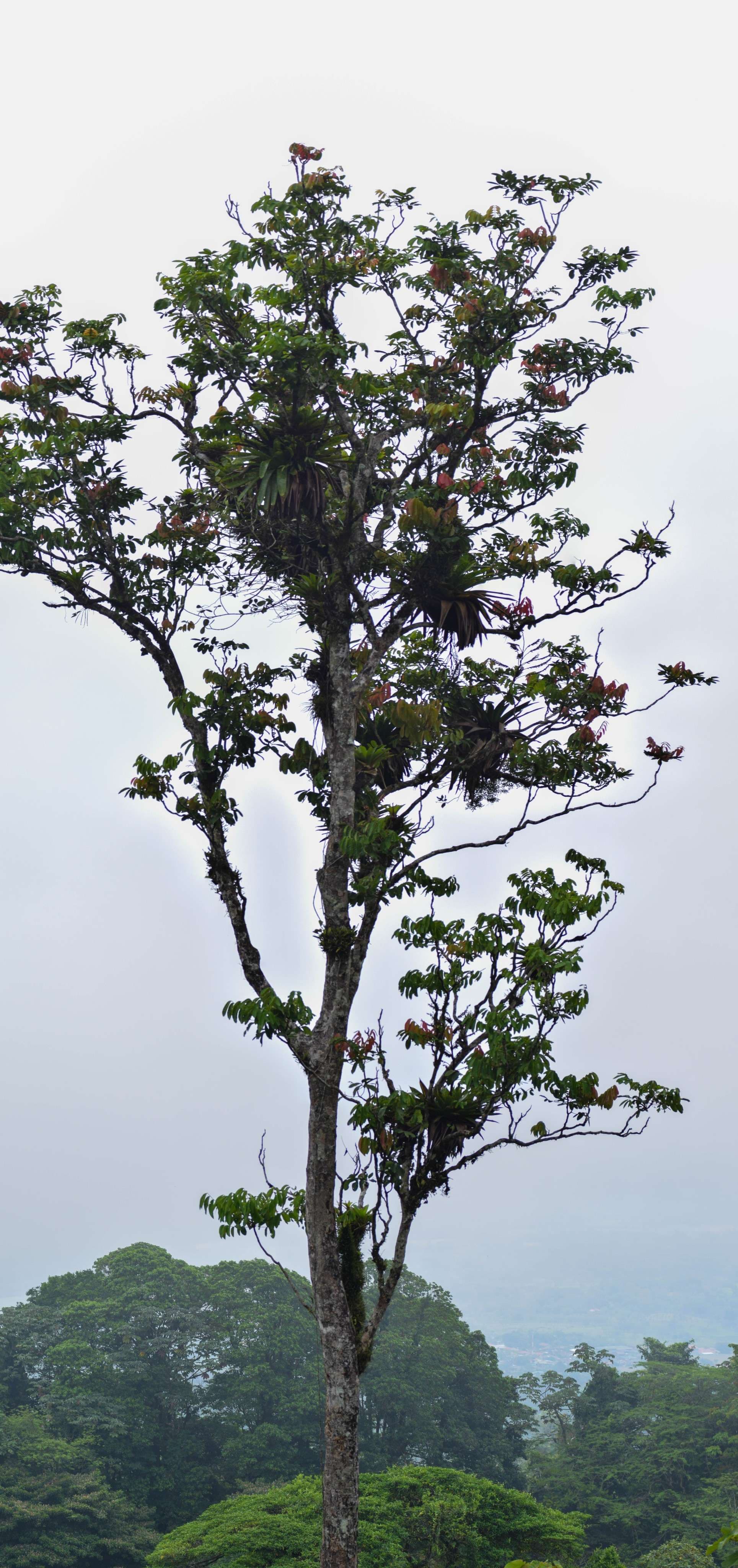 Bromeliad infested tree