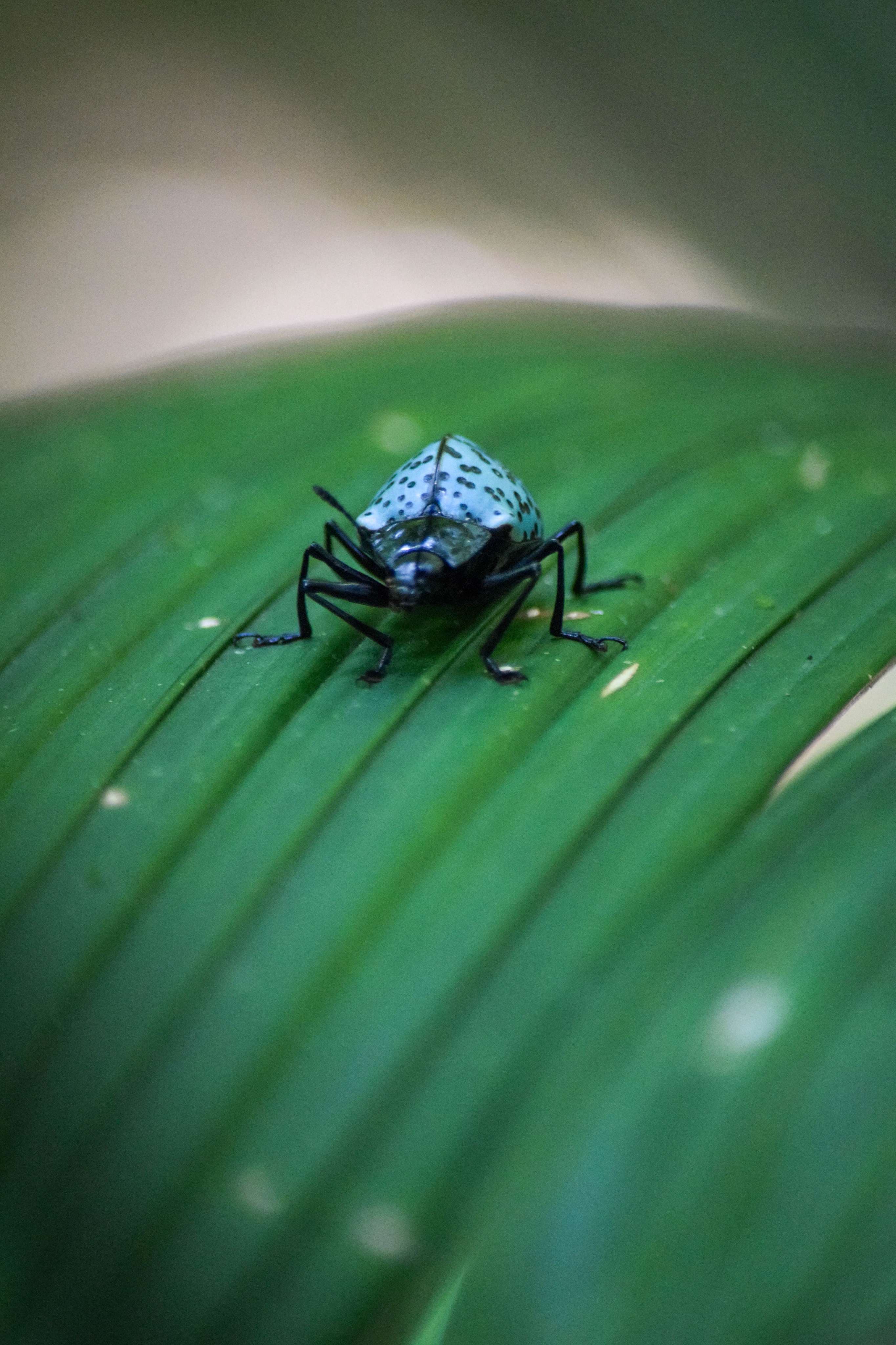 Blue Fungus Beetle