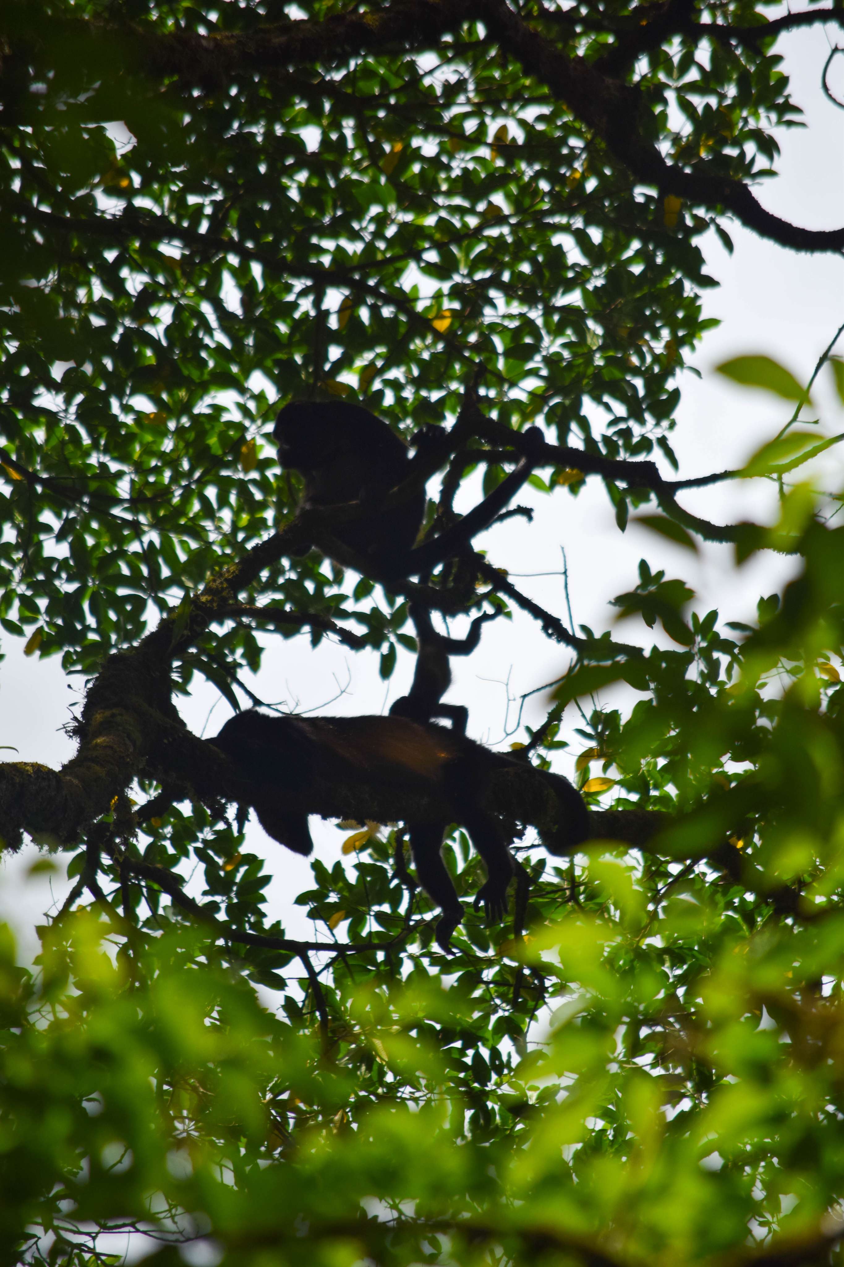 Howler Monkeys