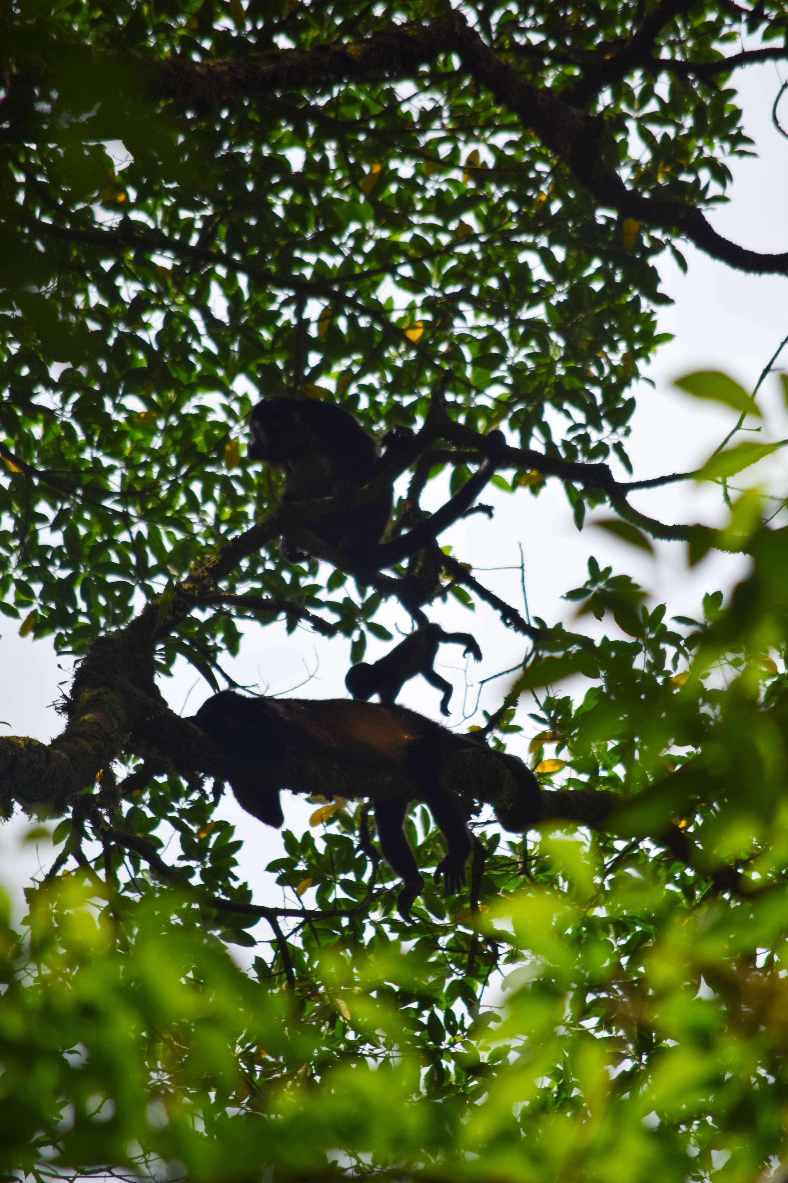 Howler Monkeys