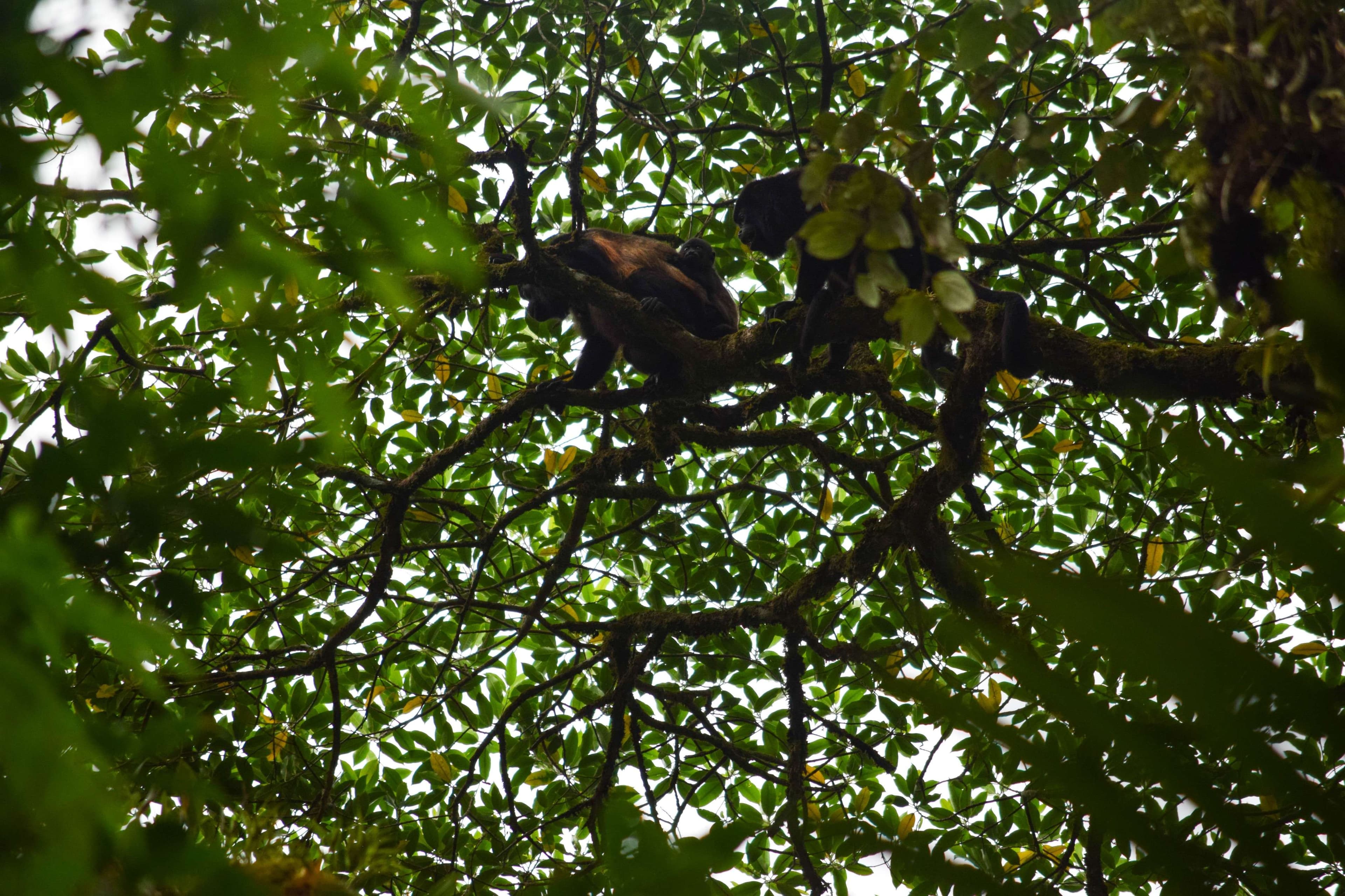 Howler Monkeys