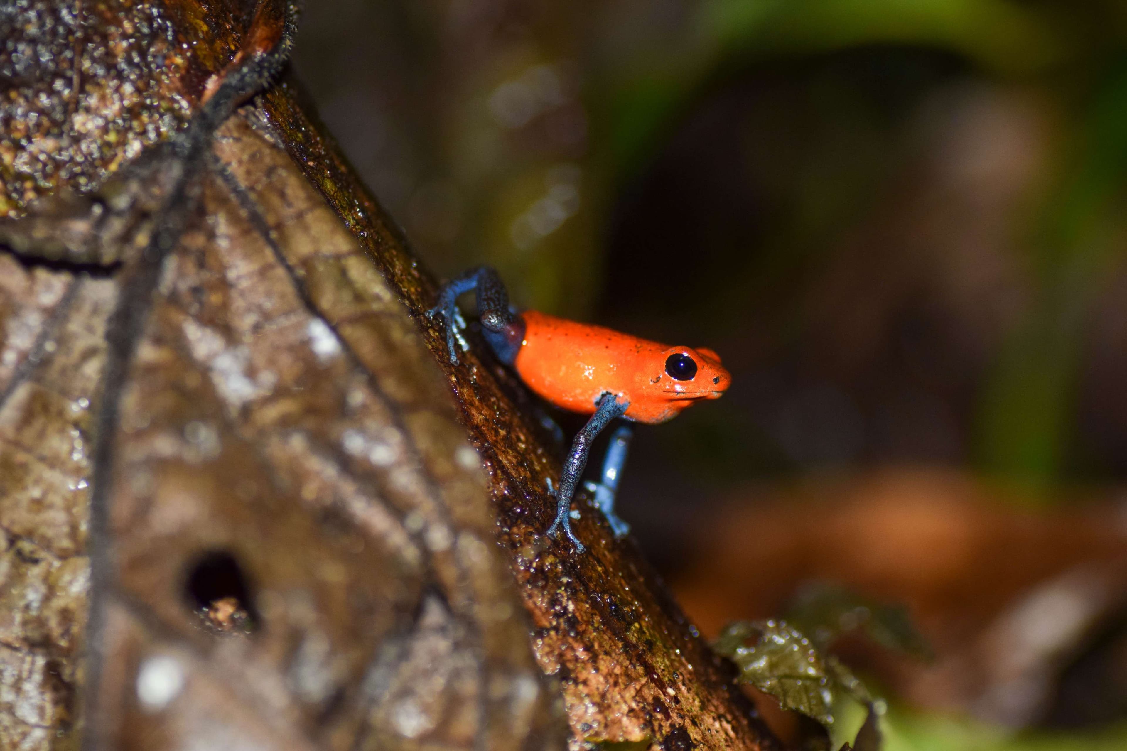 Blue-jeans Poison Dart Frog