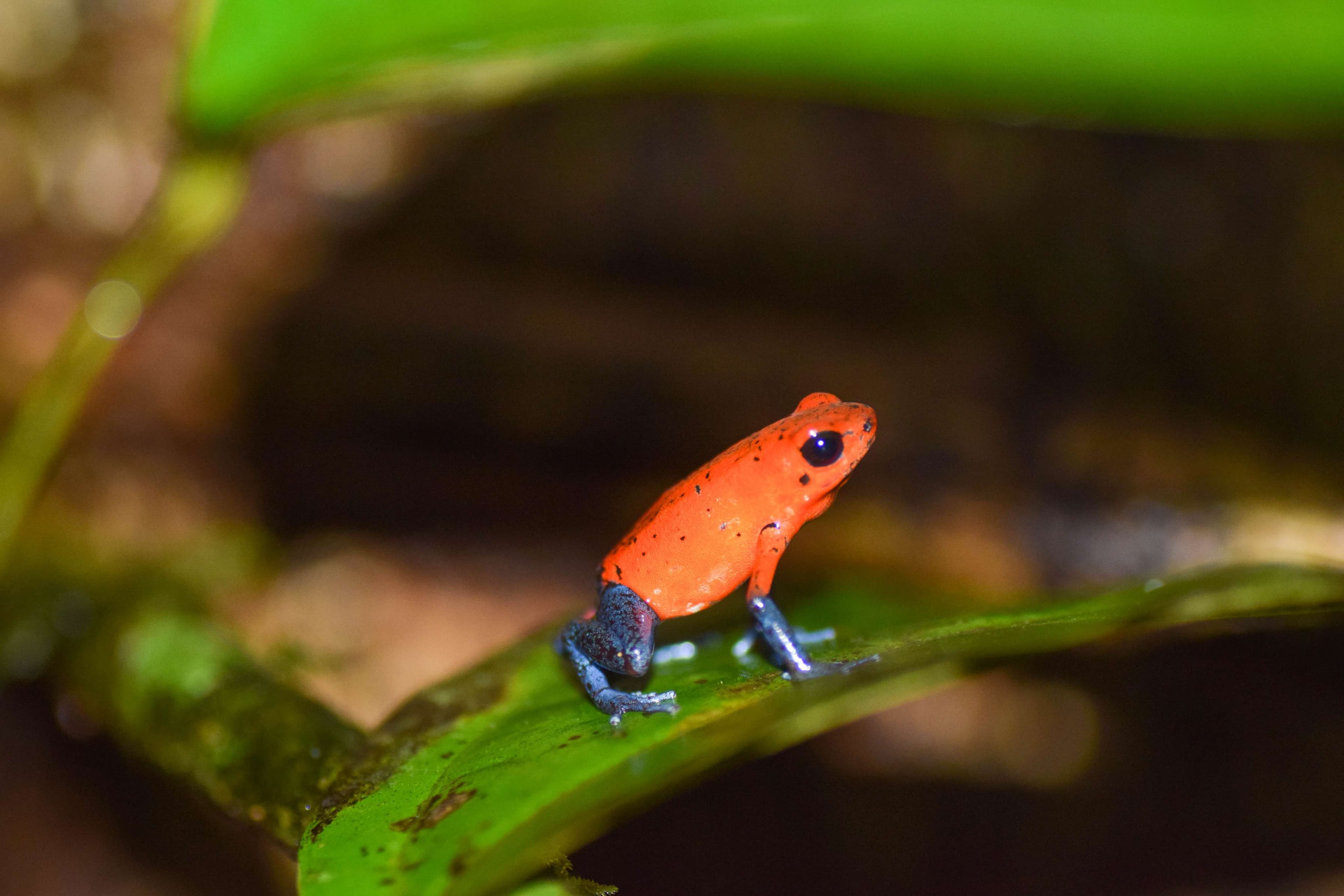 Blue-jeans Poison Dart Frog