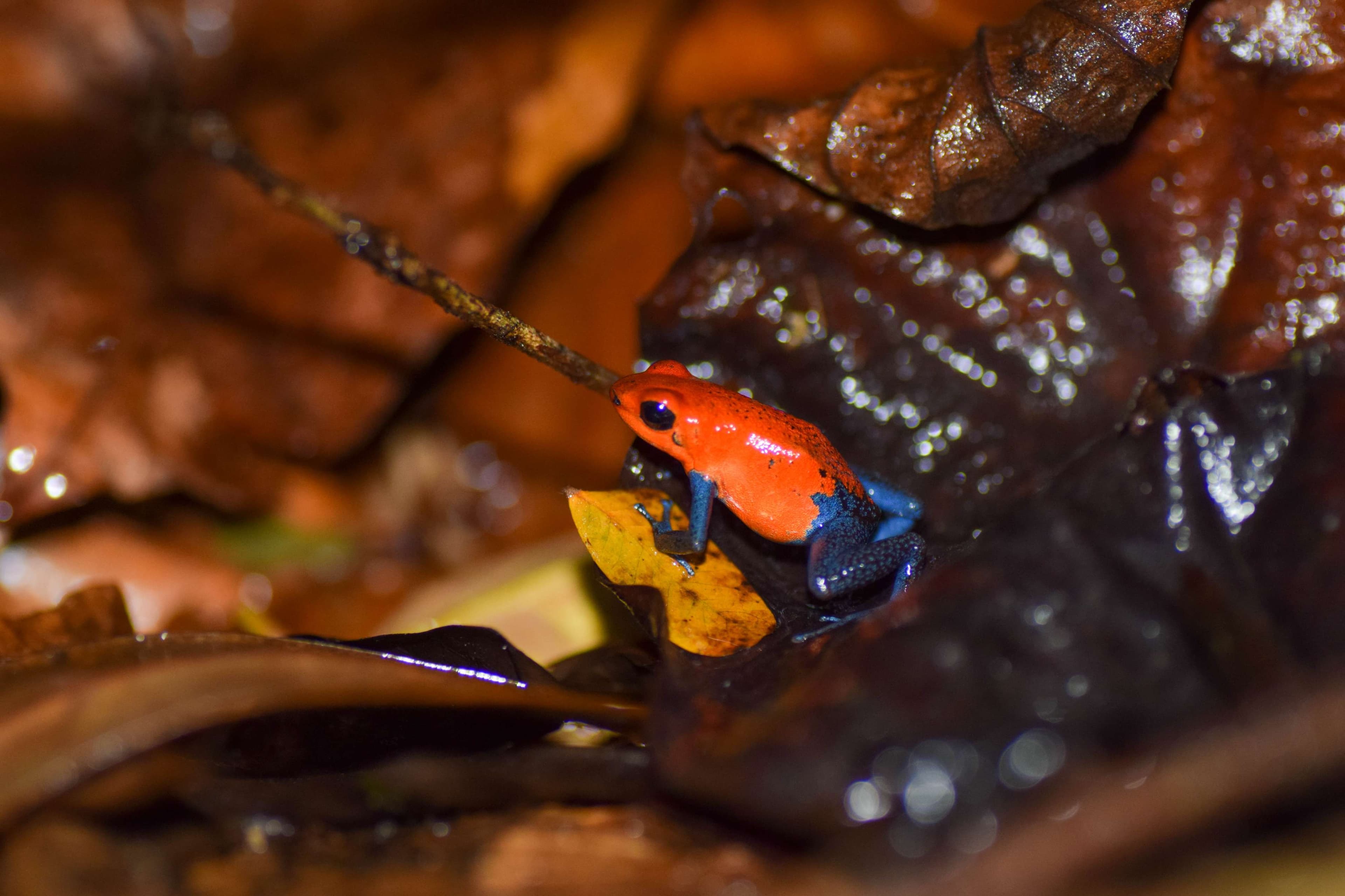 Blue-jeans Poison Dart Frog
