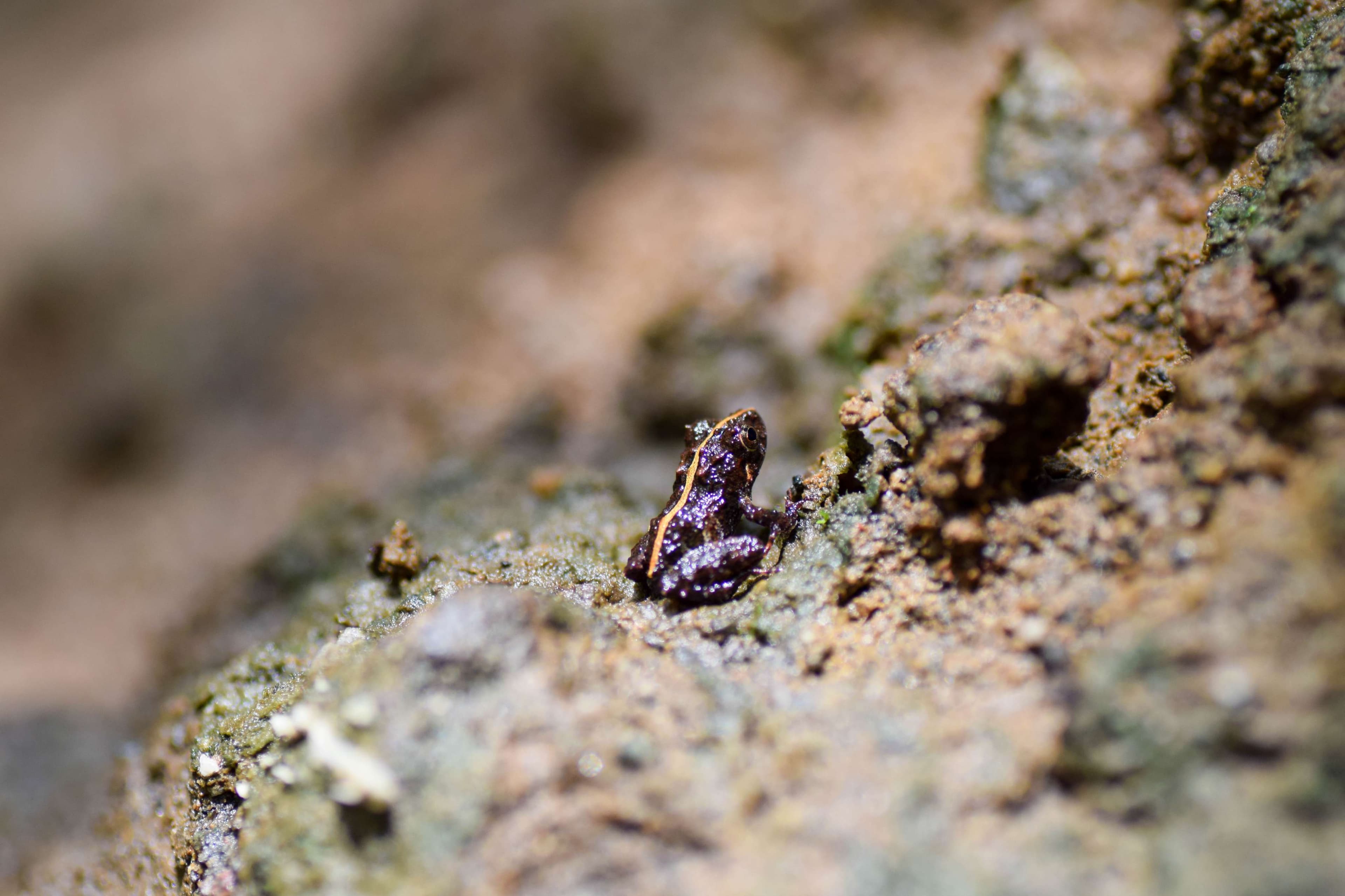 Fitzinger's Robber Frog