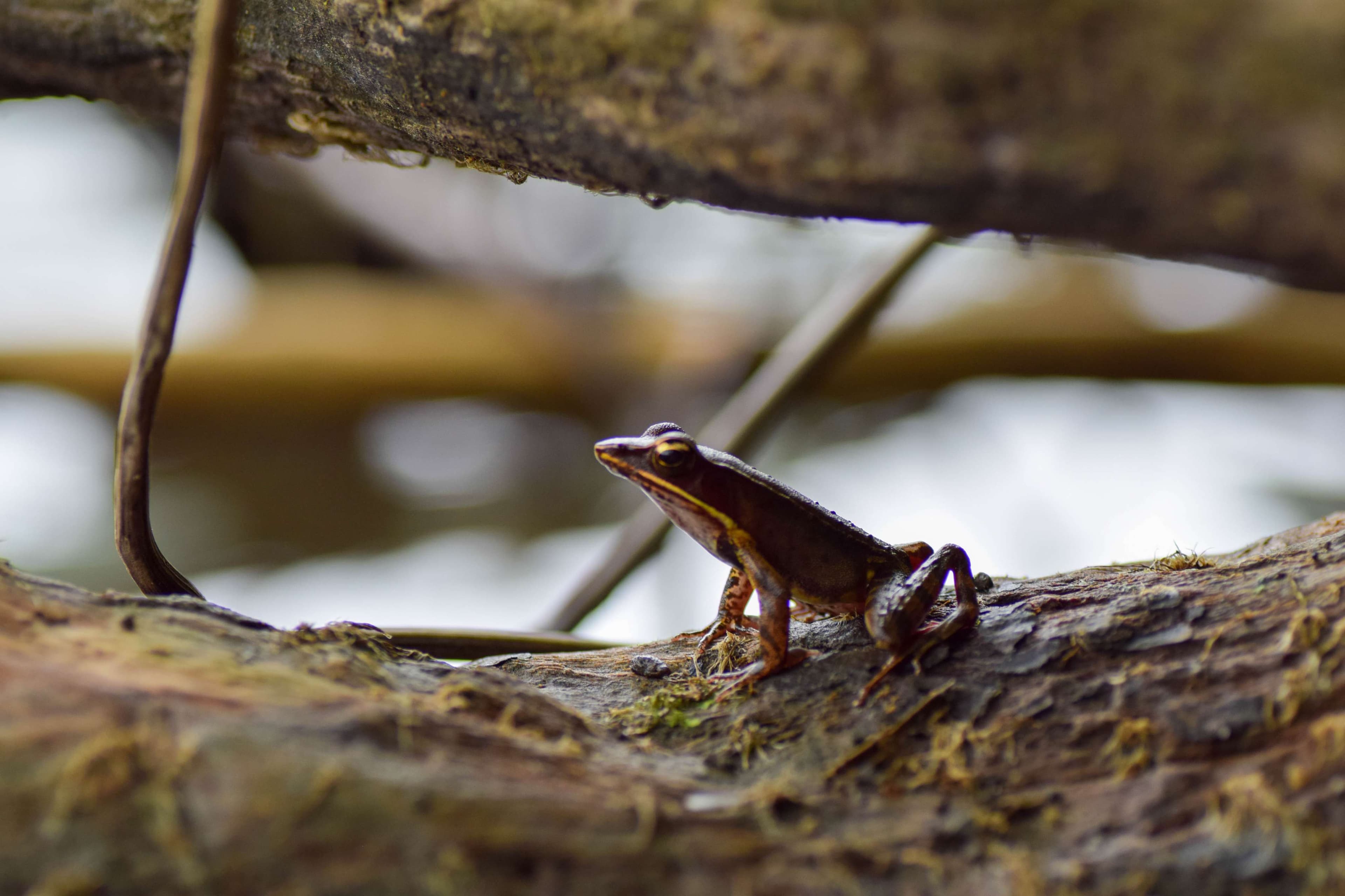 Brilliant Forest Frog