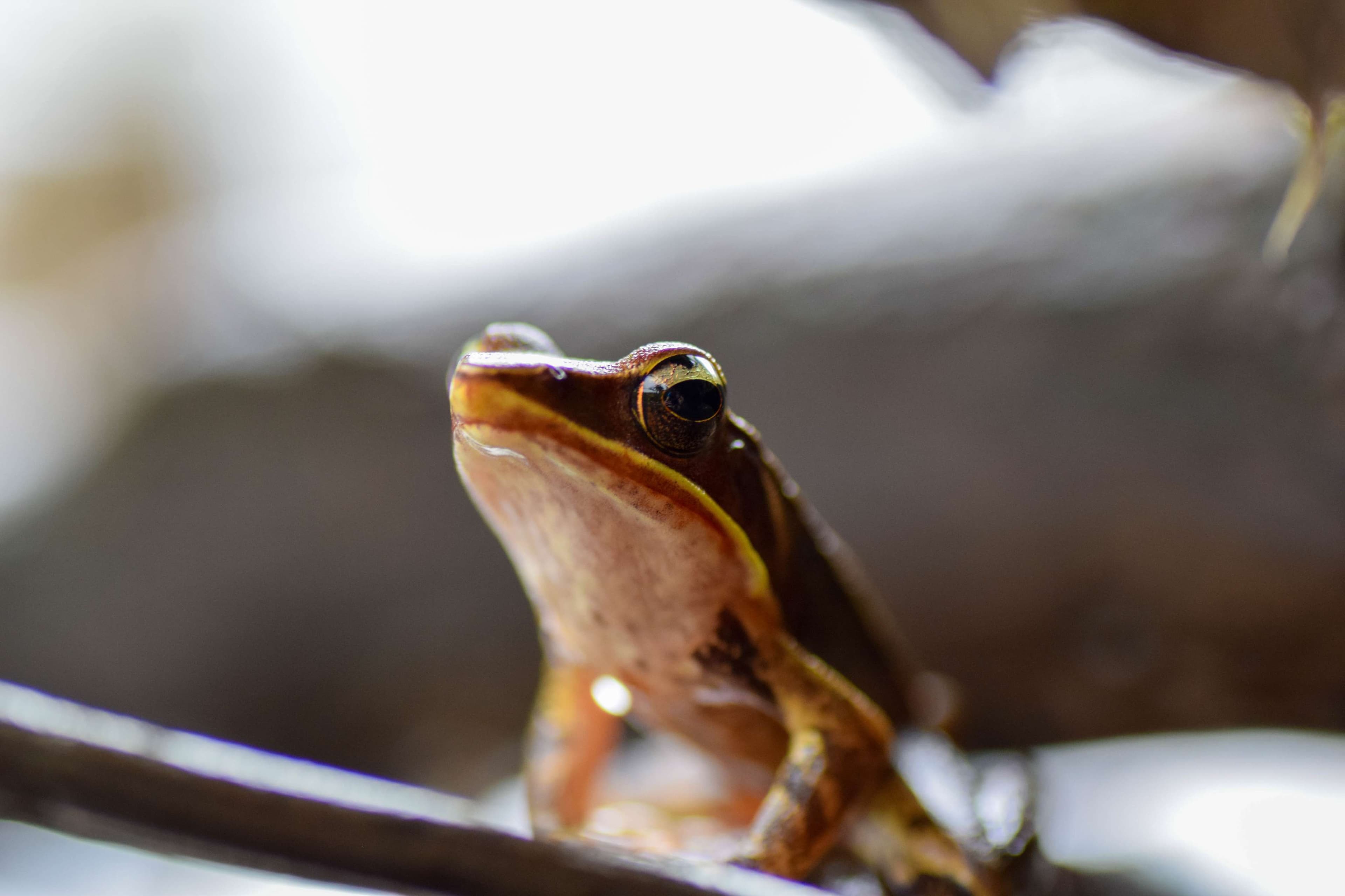 Brilliant Forest Frog