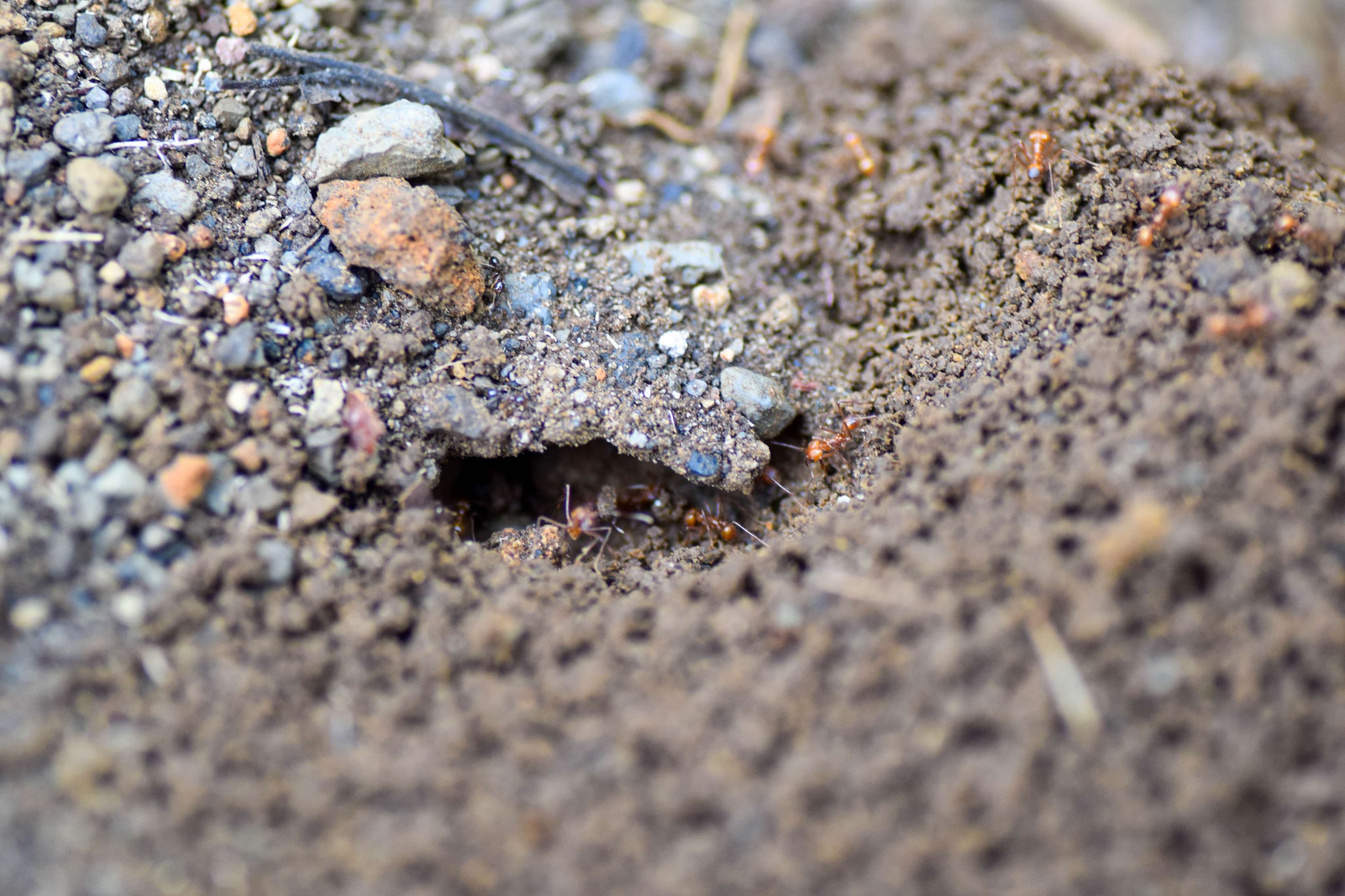 Ants headed underground